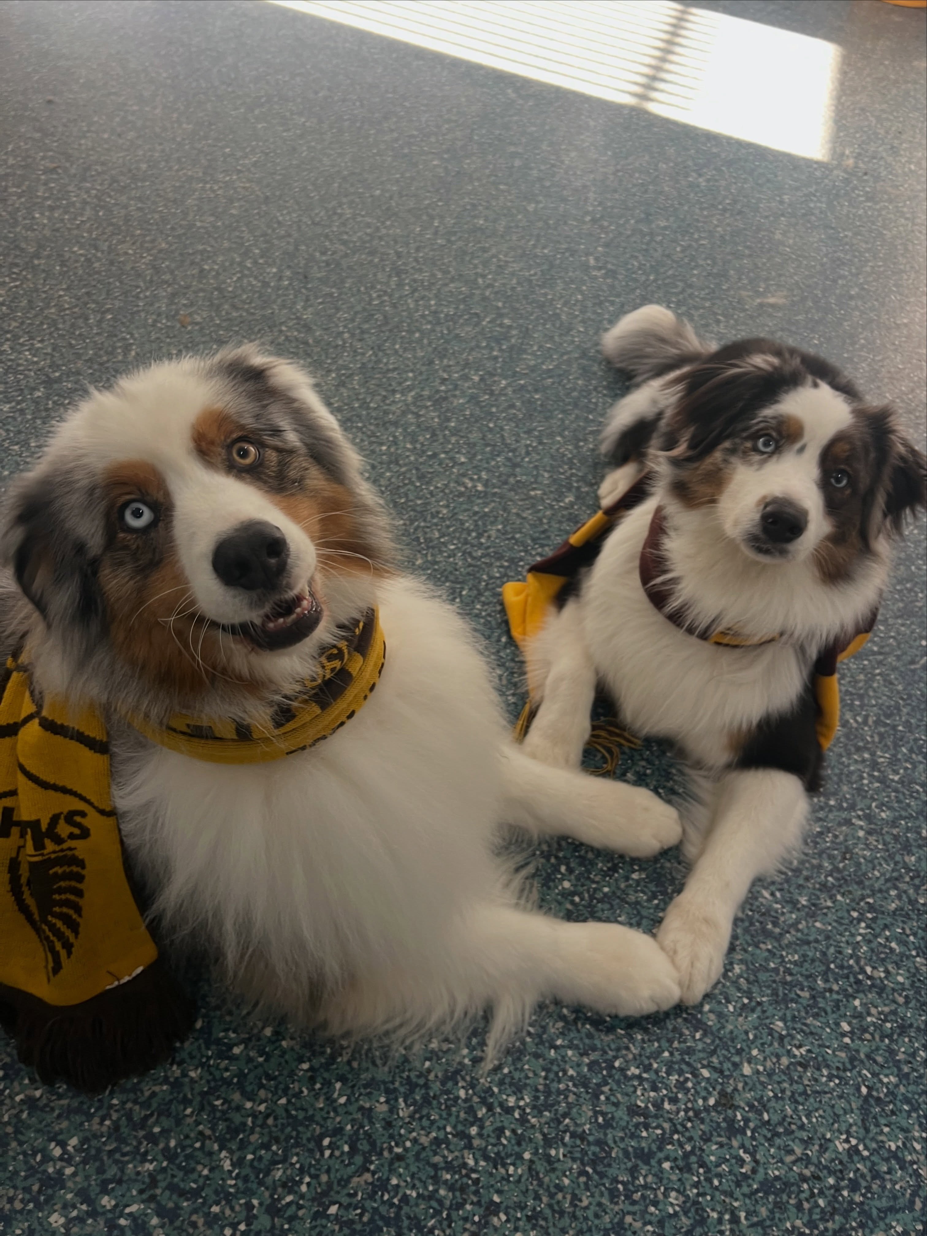 The footy excitement keeps coming!! How cute are some of these pairs🤩 #footyfinals #pawtytime🎉
Who are you rooting for?
