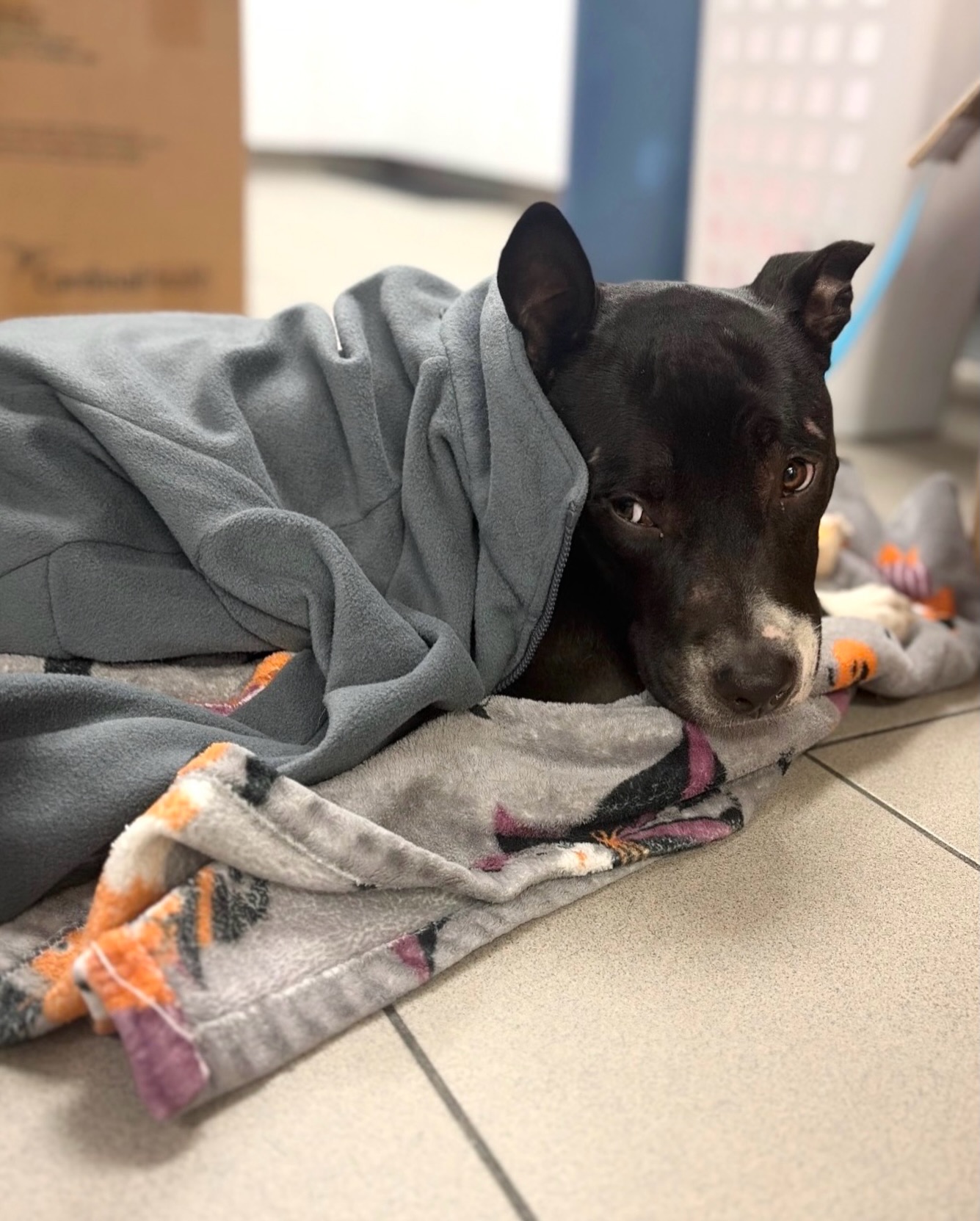 Our beautiful little nugget, Dot (#A605512), is getting the best treatment by the techs while she waits for her surgery.
The doctor said that while it’s possible Dot’s leg could heal with just a splint, stabilizing the multiple fractures and bone fragments with plates and screws will give her the best chance at a full recovery and help prevent issues down the road.
With a generous discount, her surgery and post-op X-rays will come to $2,320. If you’re able to donate toward her procedure, we would be so appreciative. ❤️🩹
www.mablesmission.org/donate-1
Venmo: mablesmission
Zelle/PayPal: mablesmission@gmail.com
Dot will be staying overnight for monitoring, and I’ll pick her up in the morning. I’ll update everyone as soon as she is out of surgery and recovering.
She also needs a local post-op foster! She will be on crate-rest, so we are looking for someone that can give her lots of love. Fostering is free and all supplies will be provided.
We are looking in Martin or St. Lucie Counties!
https://www.shelterluv.com/matchme/foster/MMFL/Dog
#fosteringsaveslives #dogrescue #stuartflorida #martincounty