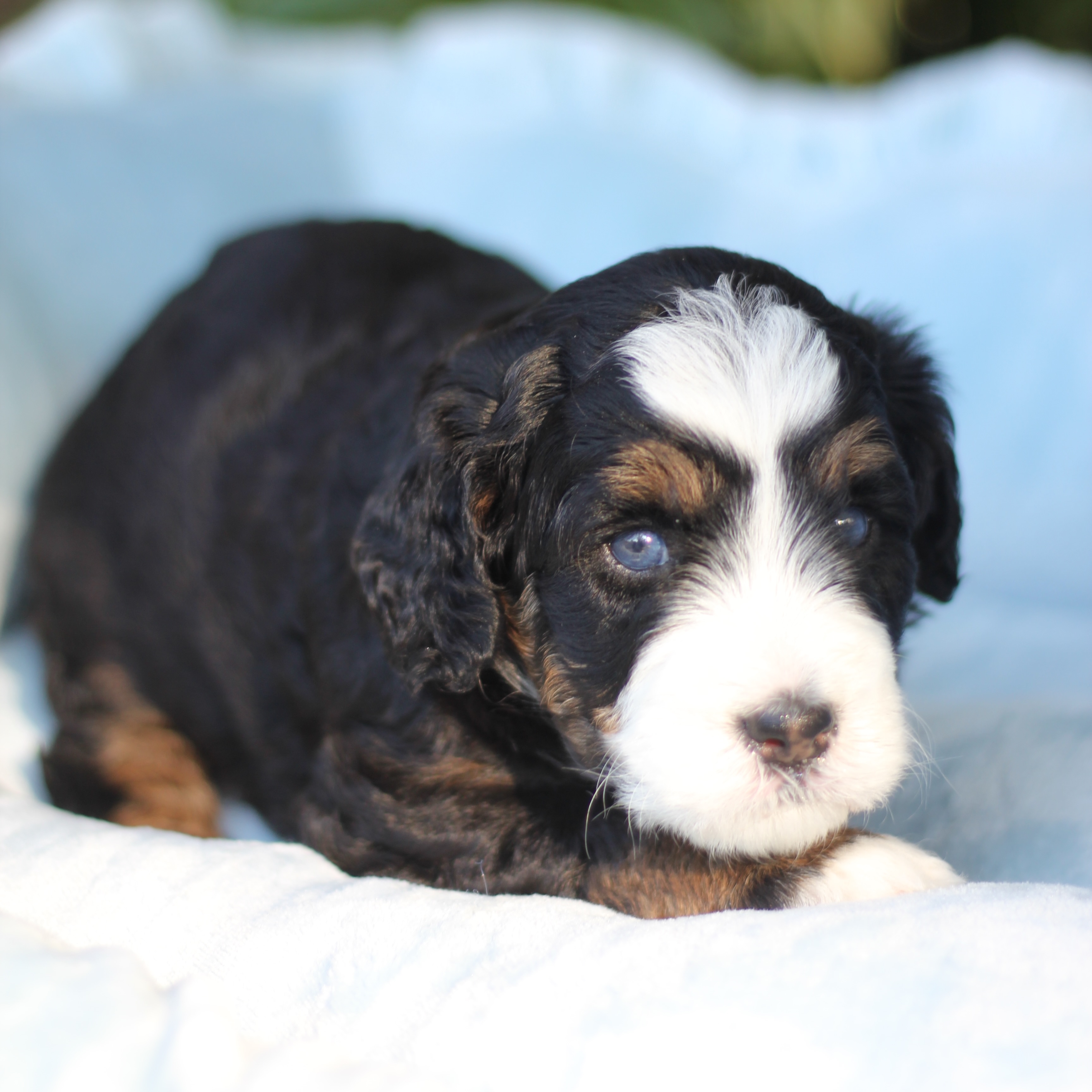 Introducing Jolene 💎
Our blue-eyed Australian Mountain Doodle girl and a very special one for us!
Jolene is homegrown from our own lines, and she represents something we’ve been intentionally working toward since 2022. Seeing those plans finally come together in a puppy like this feels so incredibly special.
And those blue eyes? 😍 I know some people think blue-eyed dogs look a little creepy, but I am firmly on team “stare directly into my soul, ma’am and judge away!” 😂 I absolutely love them and it’s okay if you don’t! She’s got that beautiful, traditional look with just enough extra sass in those baby blues to make her impossible to forget.
Jolene will remain part of the Boxwood Doodles program and will eventually be placed in a carefully selected guardian home, which is still to be decided. For now, we’re just enjoying this sweet girl and celebrating how far these lines have come.
And yes… with eyes like that, she absolutely could take your man. 😂💙
