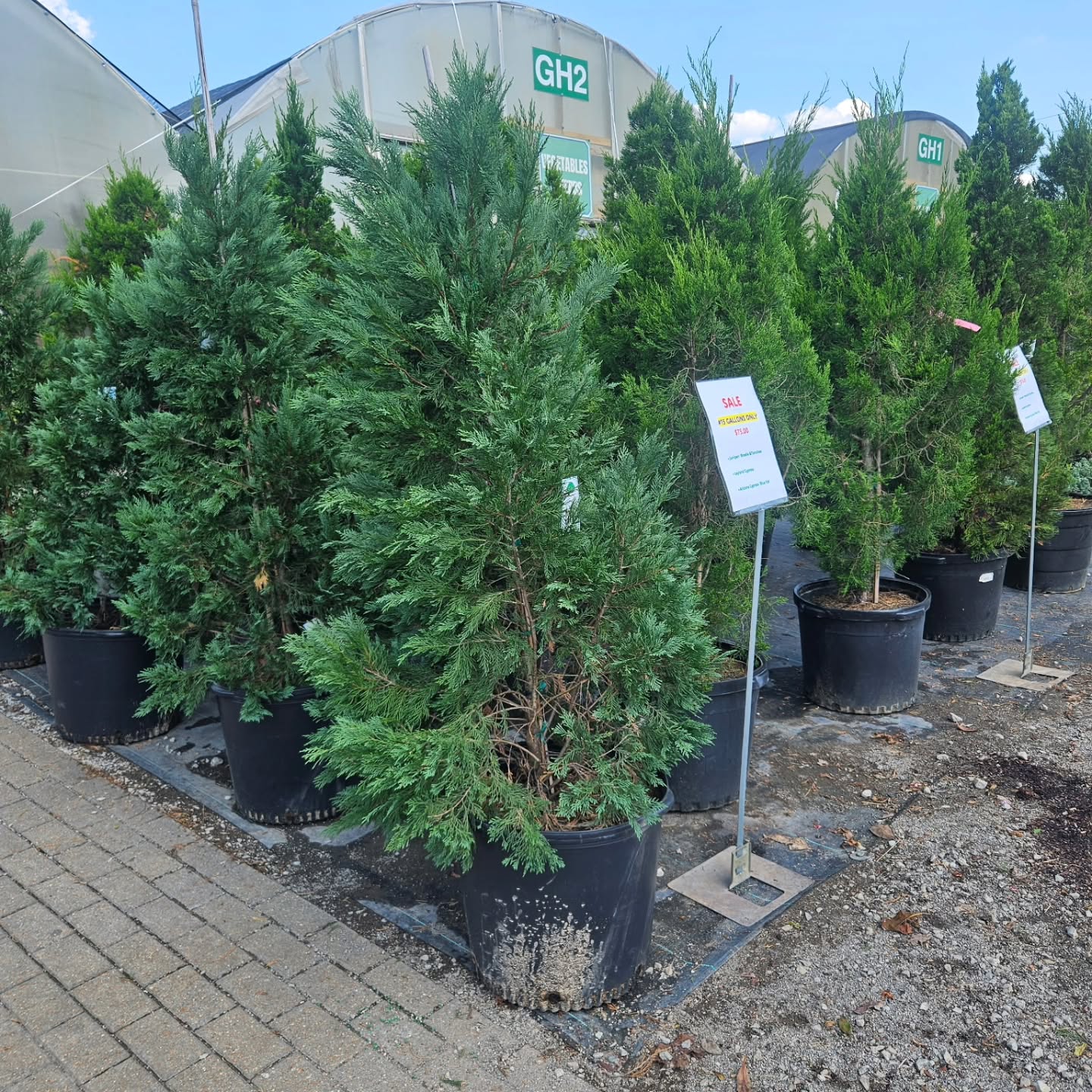 Fall is the perfect time to plant, & we have several evergreens on sale!
🌲15G $75
☆Juniper 'Brodie' & 'Torulosa'
☆Leyland Cypress
☆Arizona Cypress 'Blue Ice'
🌲3G $15
☆Emerald Arborvitae
🌳We also have select deciduous, spring-dug B&B trees 50% off! Call or stop by for the latest inventory information!🍁