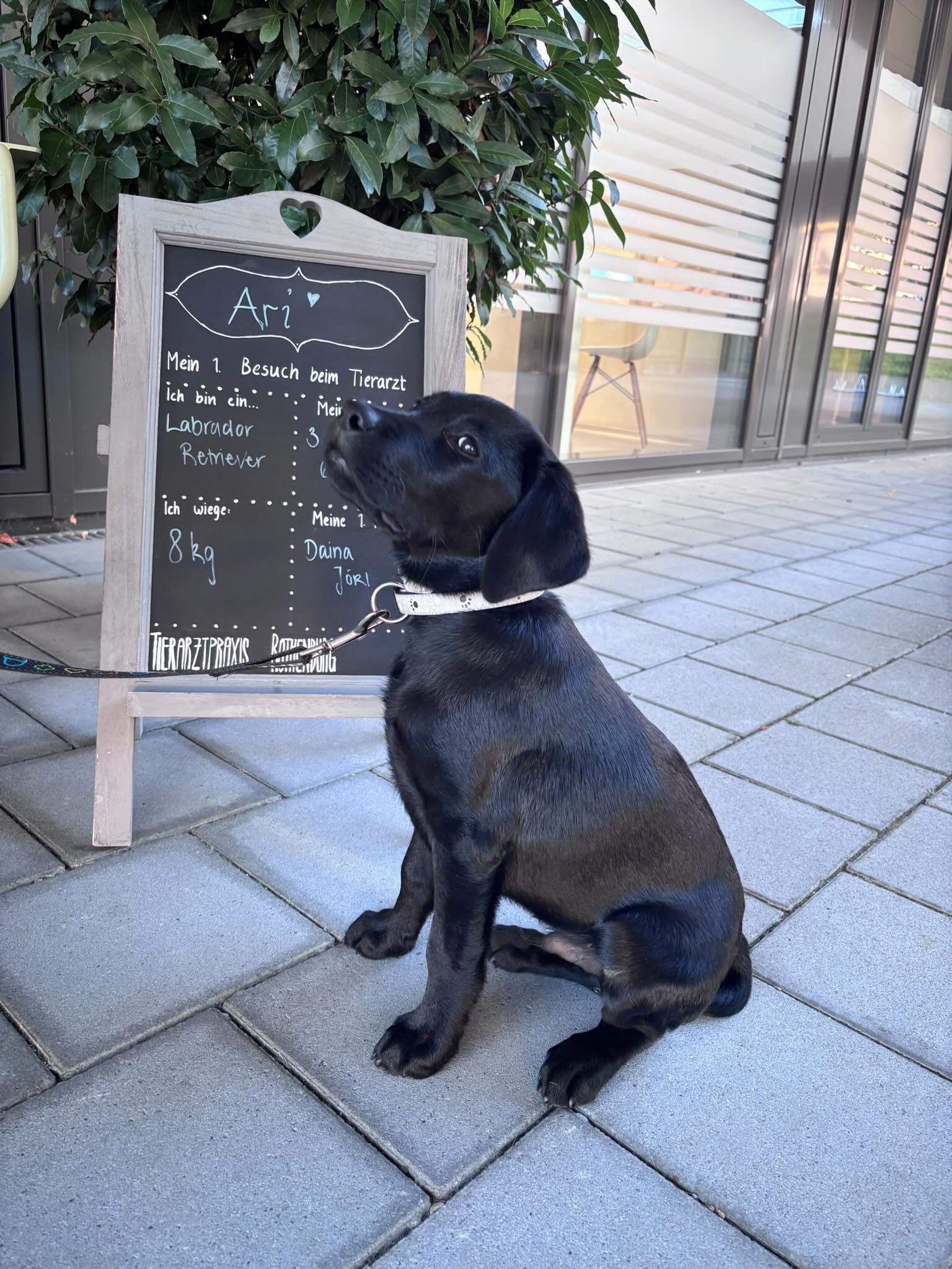 Das Geheimnis ist gelüftet: Die allerbesten Leckerlis gibts @tierarztpraxis_rothenburg 🤫🦴
Ich bin’s Ari 🐶
Heute stand meine erste Tollwutimpfung an. Ich habe die Ruhe selbst gespielt. Auf dem großen Tisch wurde ich einmal von Kopf bis Pfote durchgecheckt: Ohren sauber, Herz schlägt wie wild vor Freude und der Schwanz wedelt im Dauertakt.
Untersuchung bestanden, Impfung hat gar nicht weh getan und meine TPA Daina Jöri ist mega nett! 🏆
#labradorpuppy #tollwutimpfung #mutigerhund #labradorlove #impfung