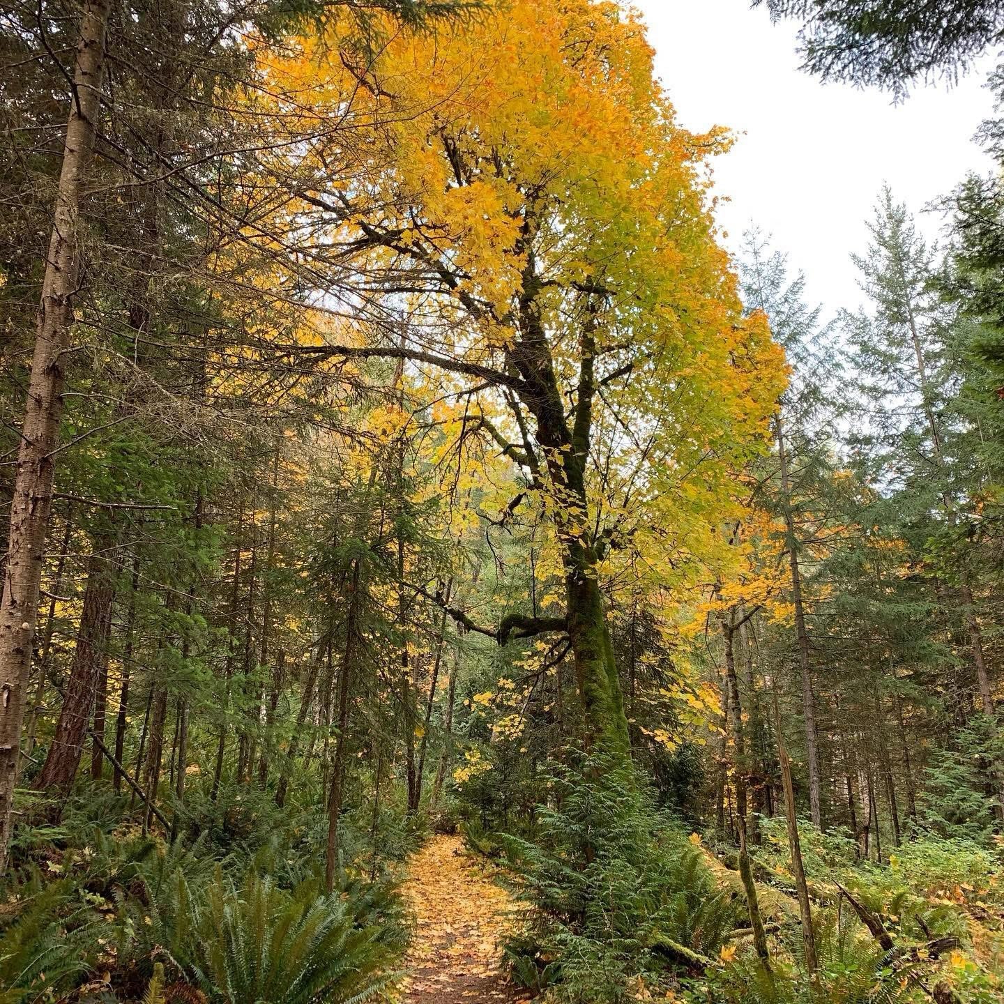 Some say Autumn is an ending. An end to the years growth, a death of leaves, barren, color draining with each leaf that falls. I say it is a beginning. A time to let go of everything acquired throughout the year. As the leaves fall, their vibrant color creating a beautiful blanket for the earth, the tree makes room for new beginnings. A new leaf cannot take its place without the tree letting go of the old. Space is created for the tiniest of buds, an inspiration, a thought, an expectation of what new seasons will bring. Before every great beginning there is a time of pause. Time to catch your breath, regroup, take inventory of where you have walked thus far. Do not grieve for the tree, do not see it as an end. Catch a glimpse of the purpose of this shedding, so beautiful, so vibrant. It is the only way to open up to what is to come. I promise you this, just as the leaves will be reborn, so too will you.
~ written by: Amber, West Coast Medium