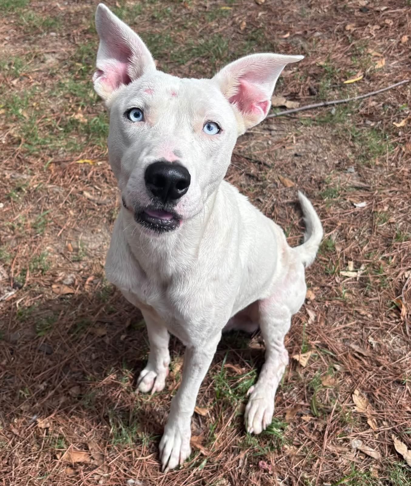 This sweet guy has had a rough life. 😔
Meet Flash.
You can’t see them in the photos, but he has sores and scars on his body. Thankfully, an animal control officer found him in Mabelvale Pike and took him to Little Rock Animal Village.
Flash is listed as 1-year-old pittie mix and weighs 56 pounds.
He’s sweet and playful. 🥰 He loves a ball and wants to play with the dogs in adjacent yard. Once he receives an adoption application, he will be officially tested with other dogs. He will need to live where his breed is allowed.
The vast MAJORITY of dogs at LRAV are not online.
Meet Flash at 4500 Kramer Street, Tues-Sat., 10:30-5. No appointment 📅 needed.
Flash’s neuter, shots, microchip, and heartworm test, plus treatment if needed, are all included in his $50 adoption fee.