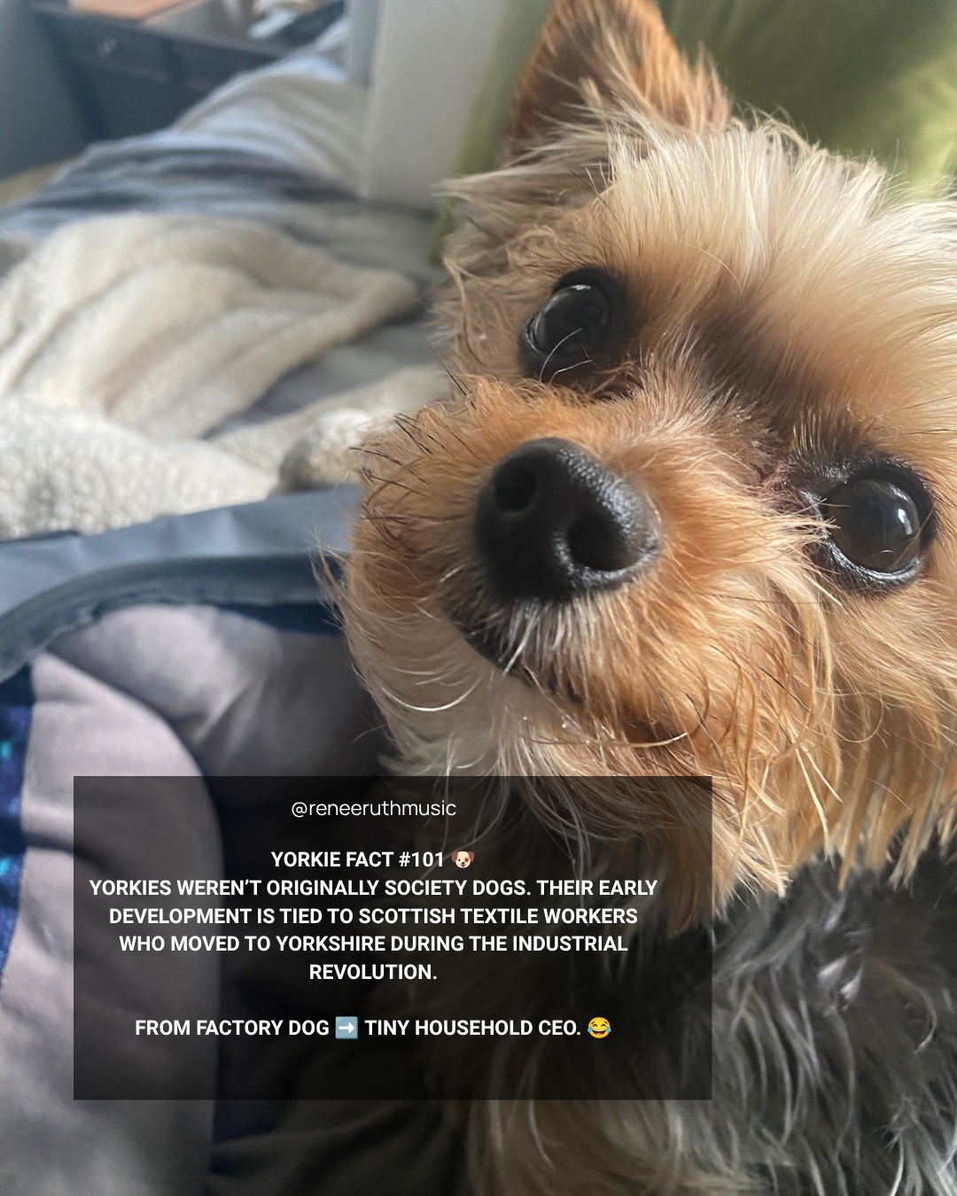 Before Yorkies ruled our couches, their roots were with textile workers in Yorkshire. Now Joshua supervises every move I make. 😂🐾
What’s your Yorkie’s self-appointed job? Tell me in the comments and tag someone whose tiny boss runs the house too. 👇