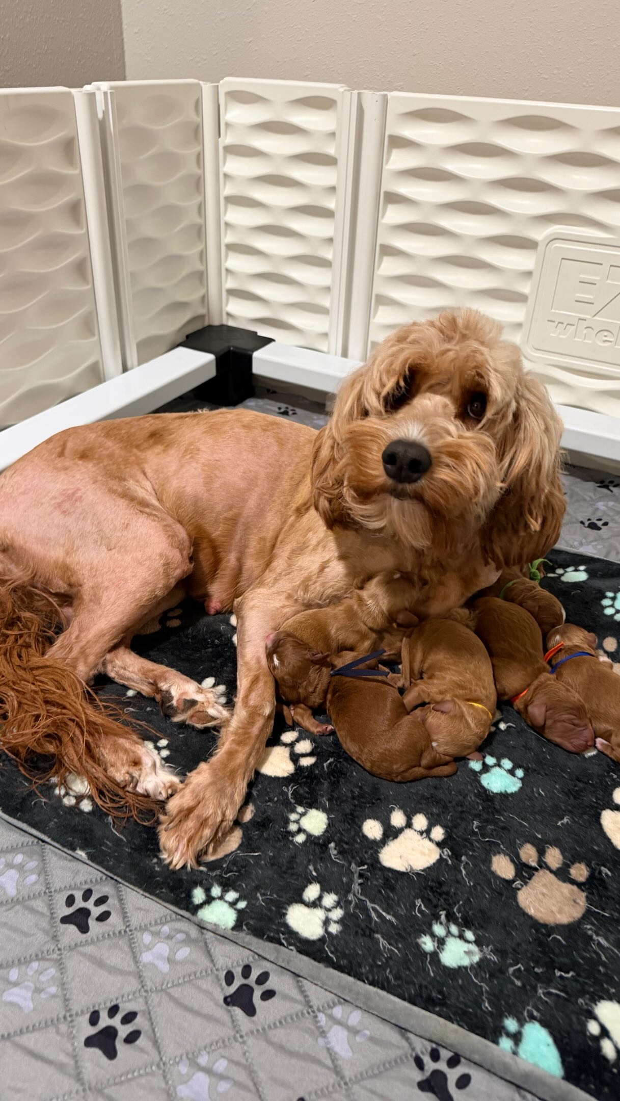 Cavapoo puppies have arrived!!! 6 sweet new puppies! #cavapoo #puppies #puppypawscolorado #doodlepuppy