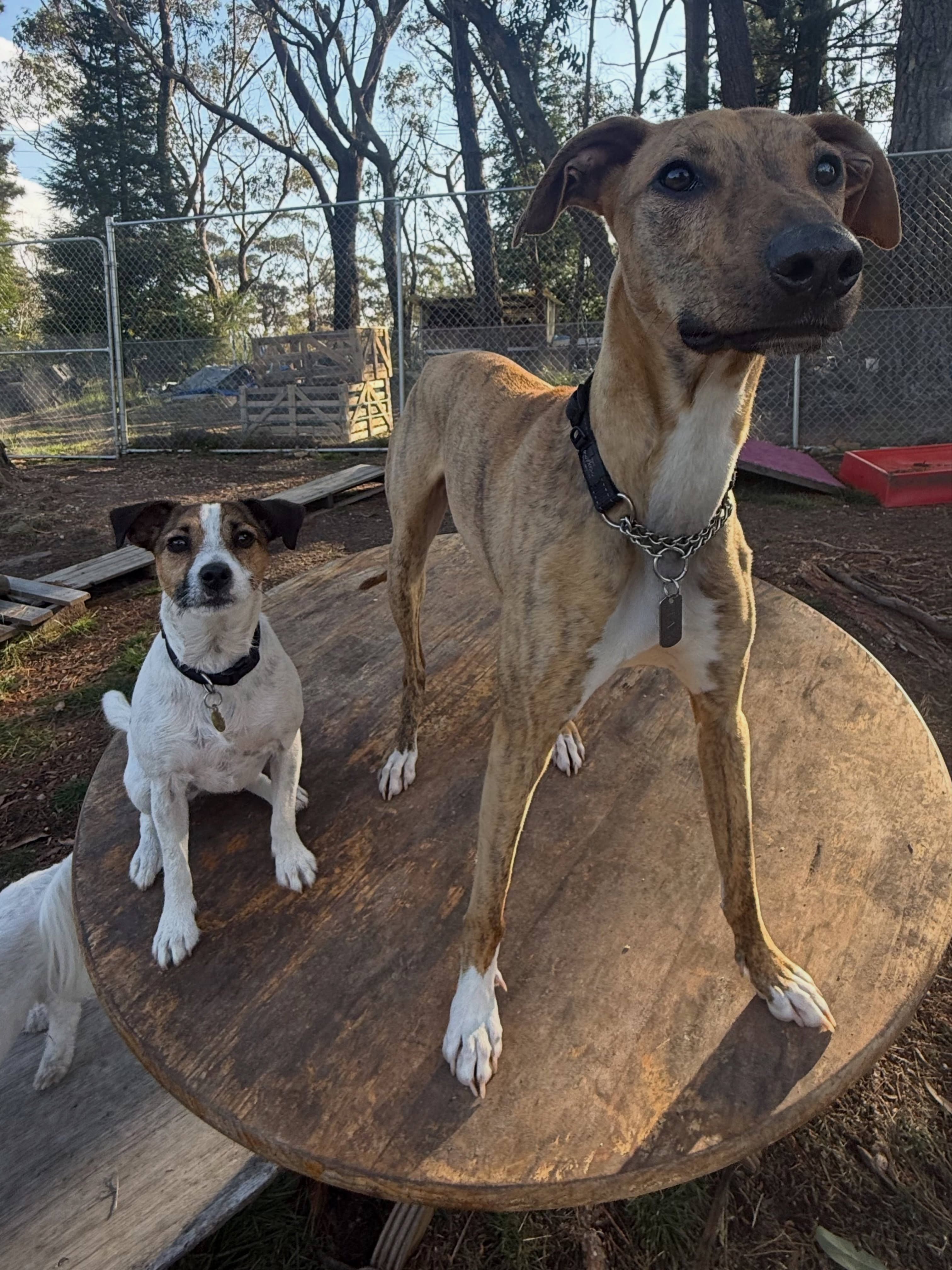 At BMPR your dog doesn’t have to pay extra to hang out with its besties. Puppy fun included ❤️
@aeffien @wander_with_maro @shannongoard