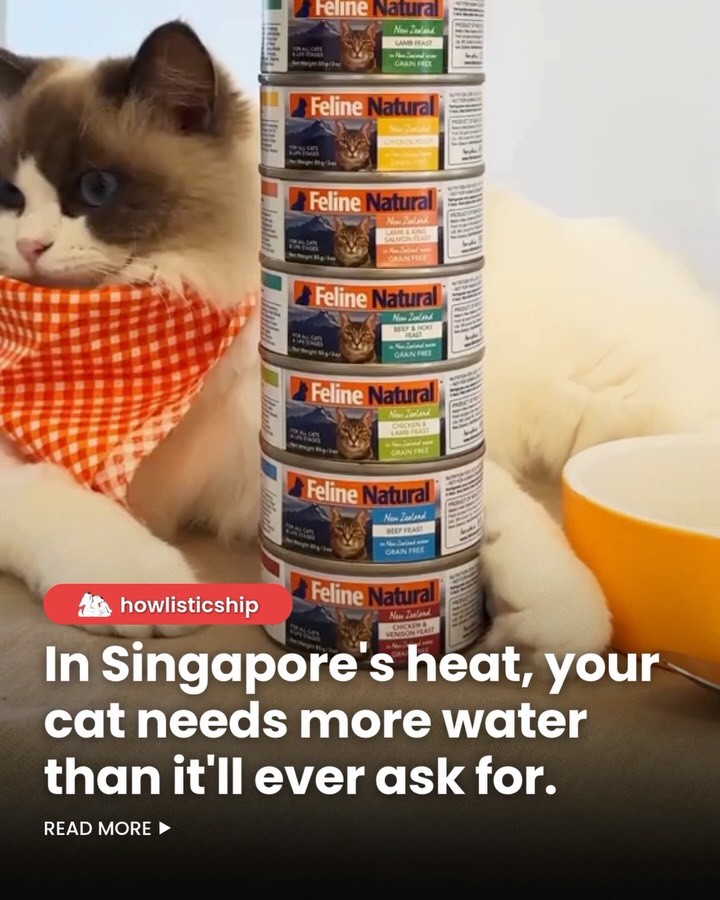 Forget the iPhone 18 🤫 the only premium upgrade your cat needs in this Singapore heat is a fresh can of Feline Natural.
#FelineNatural #CatNutrition #SgCats #SGnews #CatFood