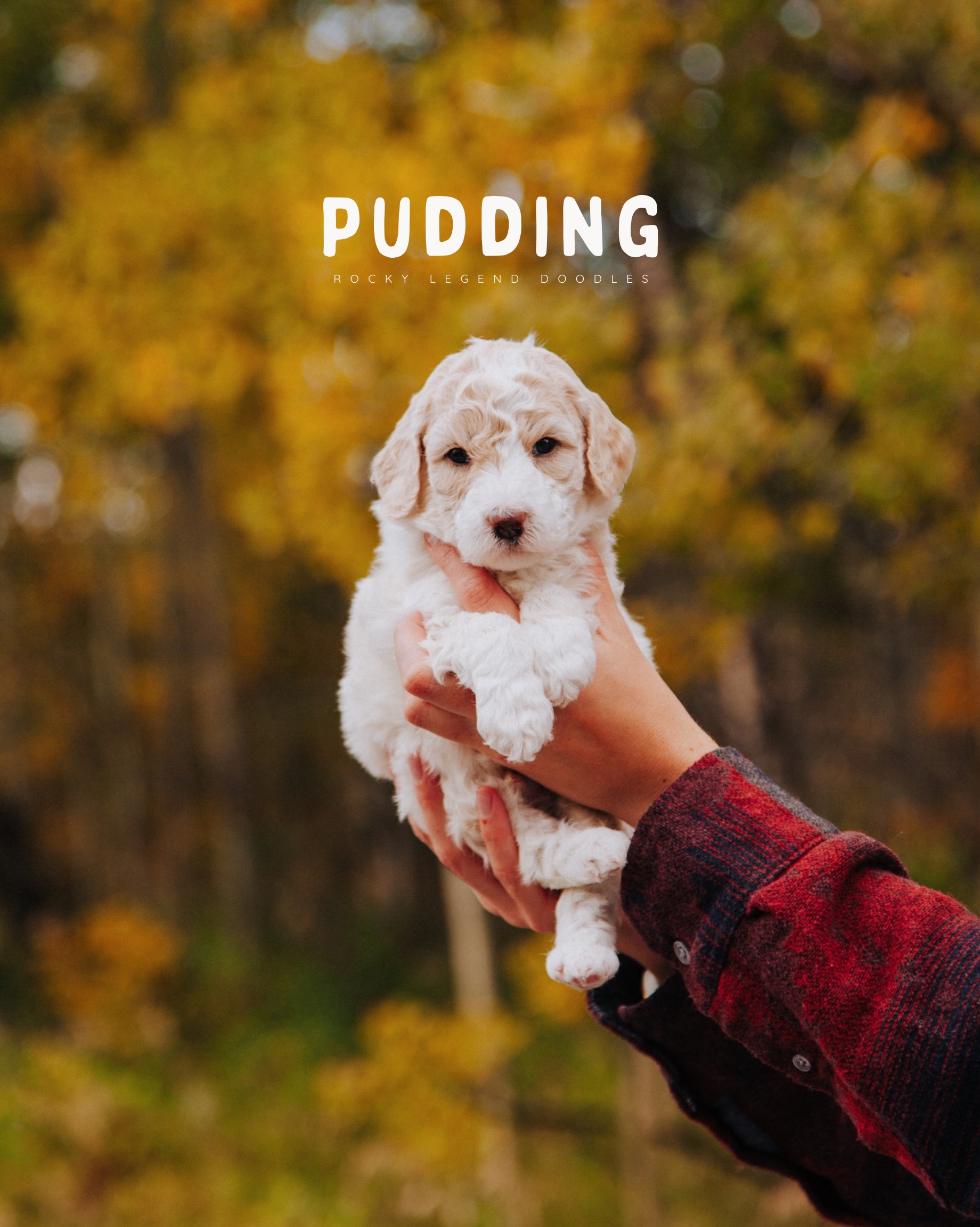 The pups first autumn 🍂🐾 had to make it count and get some of those Fall colours in there! 📸
Tomorrow they are 4 weeks old! We are adoring their happy attitudes and playful demeanours. They are pretty laid back and easy energy so far, which we love 🧡 Today they all aced their baths & blowdrying (with the professional pet blow-dryer, no less! 🙌🏼) and are enjoying new food and lots of socializing and cuddles. Life is about to get busier and more exciting for these four 🤭
••••••••••••••
🏡 Homing: October 22nd
🐾 Size: 20-30lbs (Mini)
🐕🦺 Breed: Multigen Aussiedoodles
💌 Availability is limited!
Apply (and learn more about our
process + pups) at RockyLegendDoodles.com
