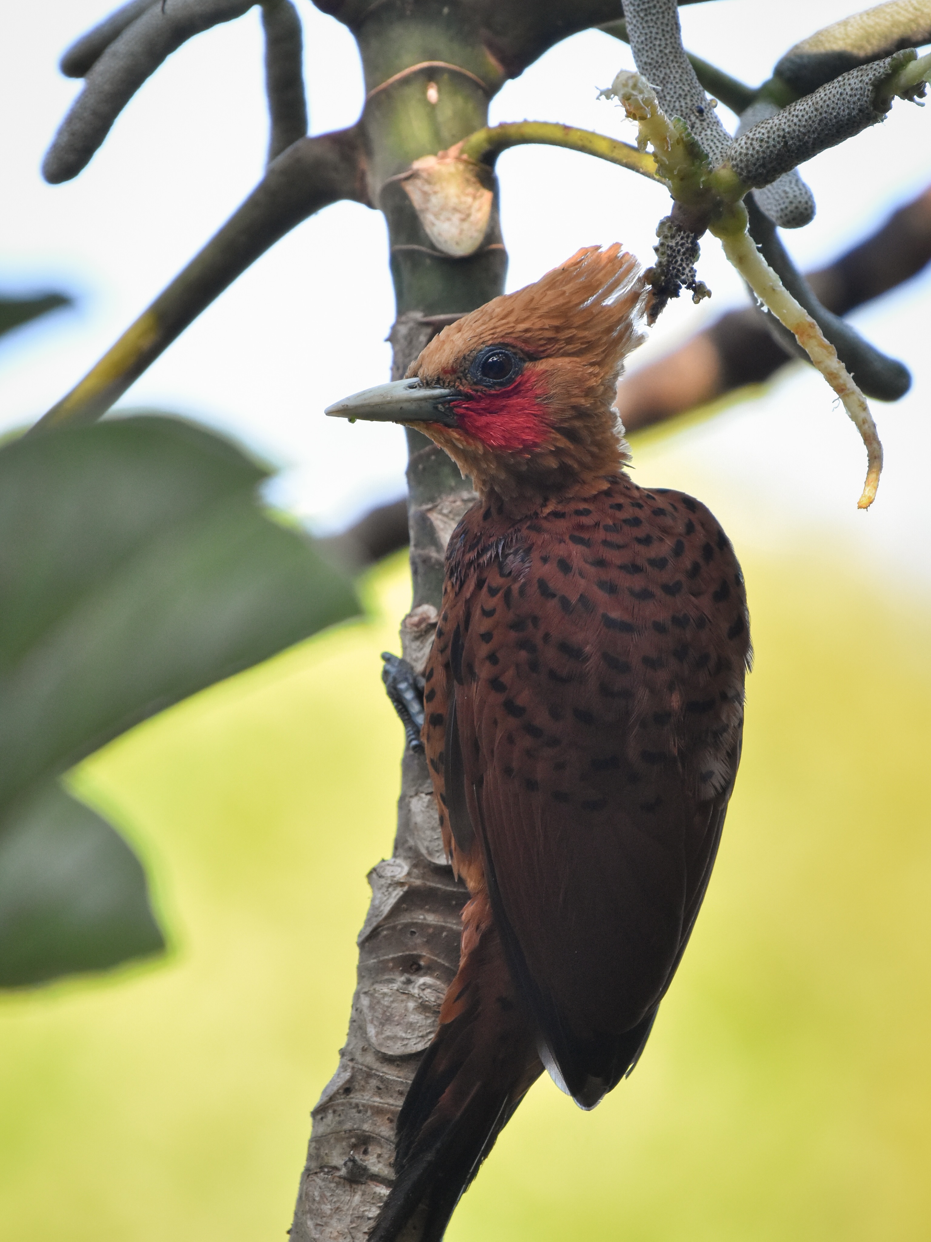 Discover Uxuxubí
Just 10 km inland from the town of Akumal, Uxuxubí protects an impressive 12,000 hectares
(nearly 30,000 acres) of semi-evergreen tropical forest, home to an incredible diversity of wildlife and 275 recorded bird species.
The birding starts on our way to the reserve. We take the 10 km road from Akumal at a slow pace, eyes and ears open for movement and calls from the surrounding tropical forest.
For birders, Uxuxubí is particularly exciting for its Yucatán endemics, but also for the chance of
encountering less common and unexpected species. But birding in Uxuxubí is about more than adding species to a list. It is also a way of contributing to the conservation of this remarkable forest.
Birdwatching is a quiet, low-impact activity that depends on healthy habitats and thriving wildlife.
Uxuxubí already offers birdwatching as part of its nature based activities, giving visitors the
opportunity to discover its wildlife while supporting a form of tourism centered around the conservation of the forest.
We’re very happy to be collaborating with Uxuxubí, offering different ways for birders to discover this remarkable place while supporting the community and its conservation efforts.
We also have the pleasure of working with Axel, a local guide whose knowledge of Uxuxubí, its
birds and its wildlife brings an invaluable local perspective to the experience. Axel will often be
one of the guides accompanying our guests here.
Through Amar Aves, you can visit Uxuxubí on a shared or private birding tour, with or without
transportation from the Riviera Maya.
Whether you’re looking for Yucatán endemics, enjoy nature photography, or have a passion for
butterflies, reptiles and the incredible diversity of the tropical forest, Uxuxubí has established itself as one of the region’s top birding hotspots and a fantastic destination for nature lovers.
Come birding with us!
Photography courtesy of Axel Vásquez and Uxuxubí Reserve
#Uxuxubi #BirdingMexico #YucatanBirding #BirdConservation