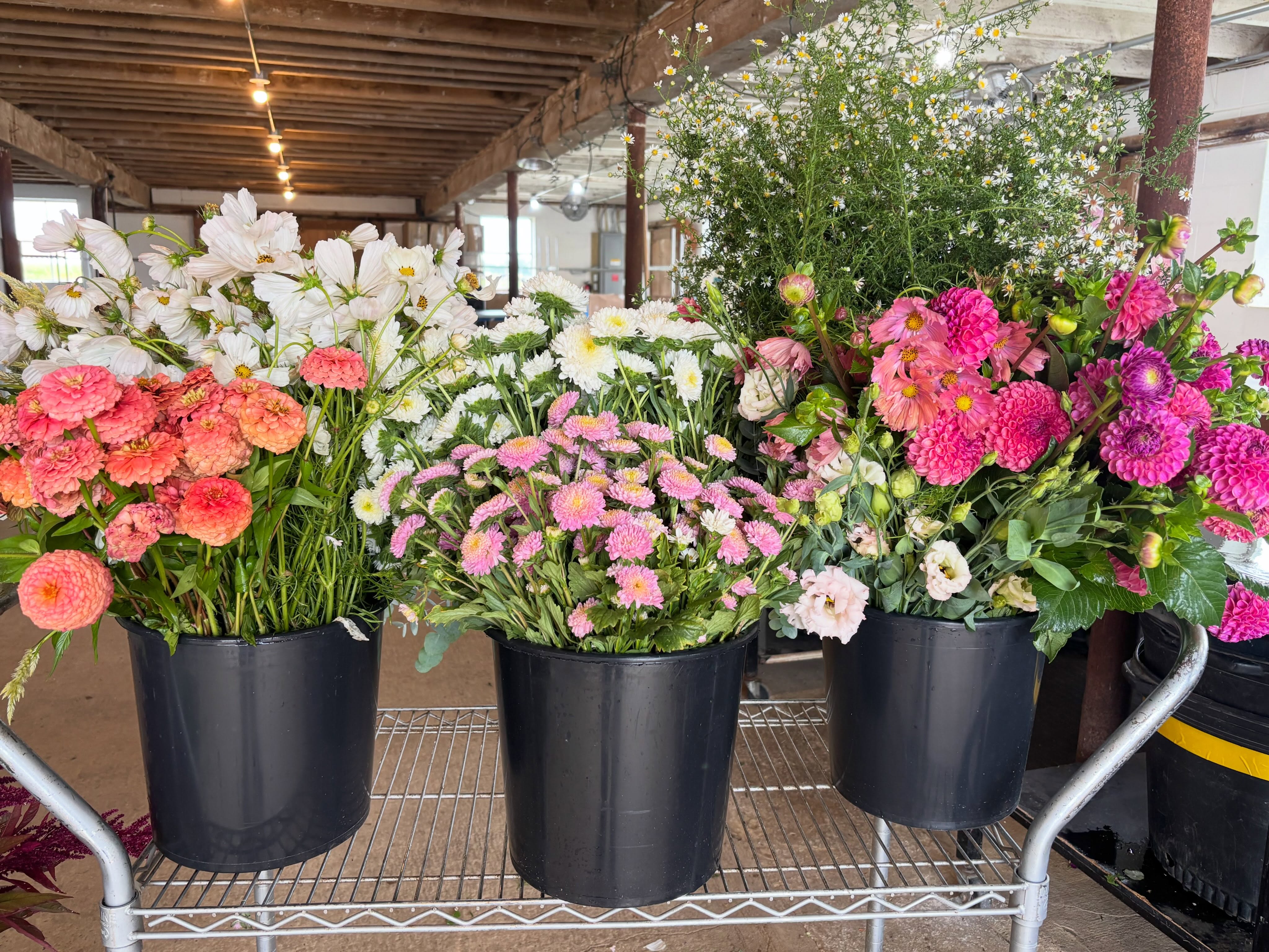 Bonkers for buckets!
If you’re new to the party: our bulk Party Buckets are farmer’s choice of what is best on the farm in your color palette. You start by filling out the form on our website and Erin takes it from there, confirming everything along the way. We’ve got two pickup days each week, using easy instructions. Making Party Buckets is one of my favorite parts of my job. And I’m trying to have as much fun as possible this fall!!!