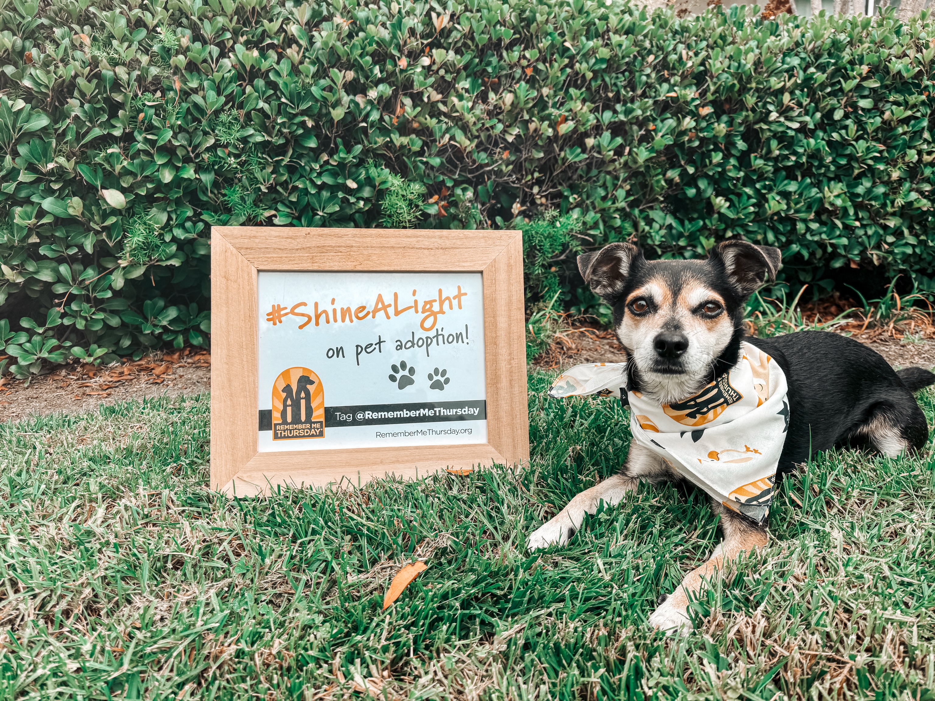 For the last few years, Finn has been part of the #ShineALight and #RememberMeThursday movement, helping bring awareness to the shelter and rescue animals still waiting for their forever homes.
As most of you know, my artwork has always been deeply connected to pet loss and rescue advocacy. After I lost Moxey, I rescued Finn, and he became such an important part of my healing and the reason behind so much of what I do today.
Before he was Finn, his name was “Hitman.” He was found wandering the streets and taken to a shelter before eventually being rescued. Ironically, the rescue that saved him primarily rescued cats, with a few dogs mixed in. To this day, Finn is still not the biggest fan of cats. 😂
Every once in a while, I picture this sweet little boy alone in a loud, stressful shelter, not knowing what was going to happen to him or where he would end up. It breaks my heart. And then I think about how many dogs and cats are sitting in shelters right now, still waiting for someone to choose them.
One message I’ve tried to share more this past year is that adopting a rescue animal is a commitment. Some come with fears, quirks, or a past we may never fully understand. They need patience, consistency, time, and dedication.
But if you are willing and able to make that commitment, loving a rescue animal can be one of the most rewarding experiences life has to offer.
Finn changed my life. I hope that by continuing to share his story, we can shine a light on the animals who are still waiting for their chance.
#RescueDog AdoptDontShop RescueDogs