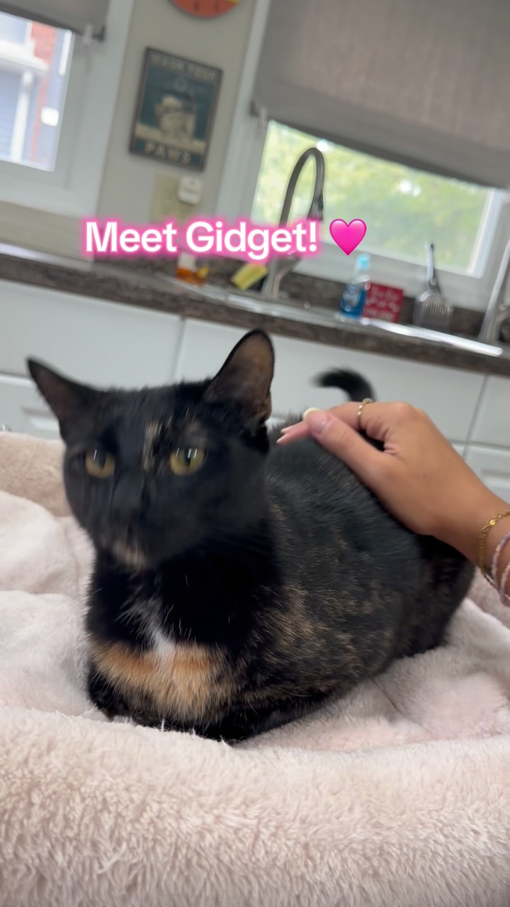 Gidget came to us after being surrendered from a less-than-ideal situation, and while she was once a shy and reserved girl, she has blossomed into such a sweet, curious little personality! She has come out of her shell completely, loves exploring her surroundings, and enjoys playing with her favorite toys. Gidget gets along wonderfully with other young, playful cats and has the sweetest little meows when she’s looking for some attention. She’s curious, funny, playful, and absolutely adorable—and she’s ready to find a loving forever home where she can continue to shine! 🩷🥰
Send us an app to schedule a meet and greet at https://www.animals-in-distress.org/adoptions
#animalsindistressnj #adoptablecats #cats #mercercountynj #adoptme