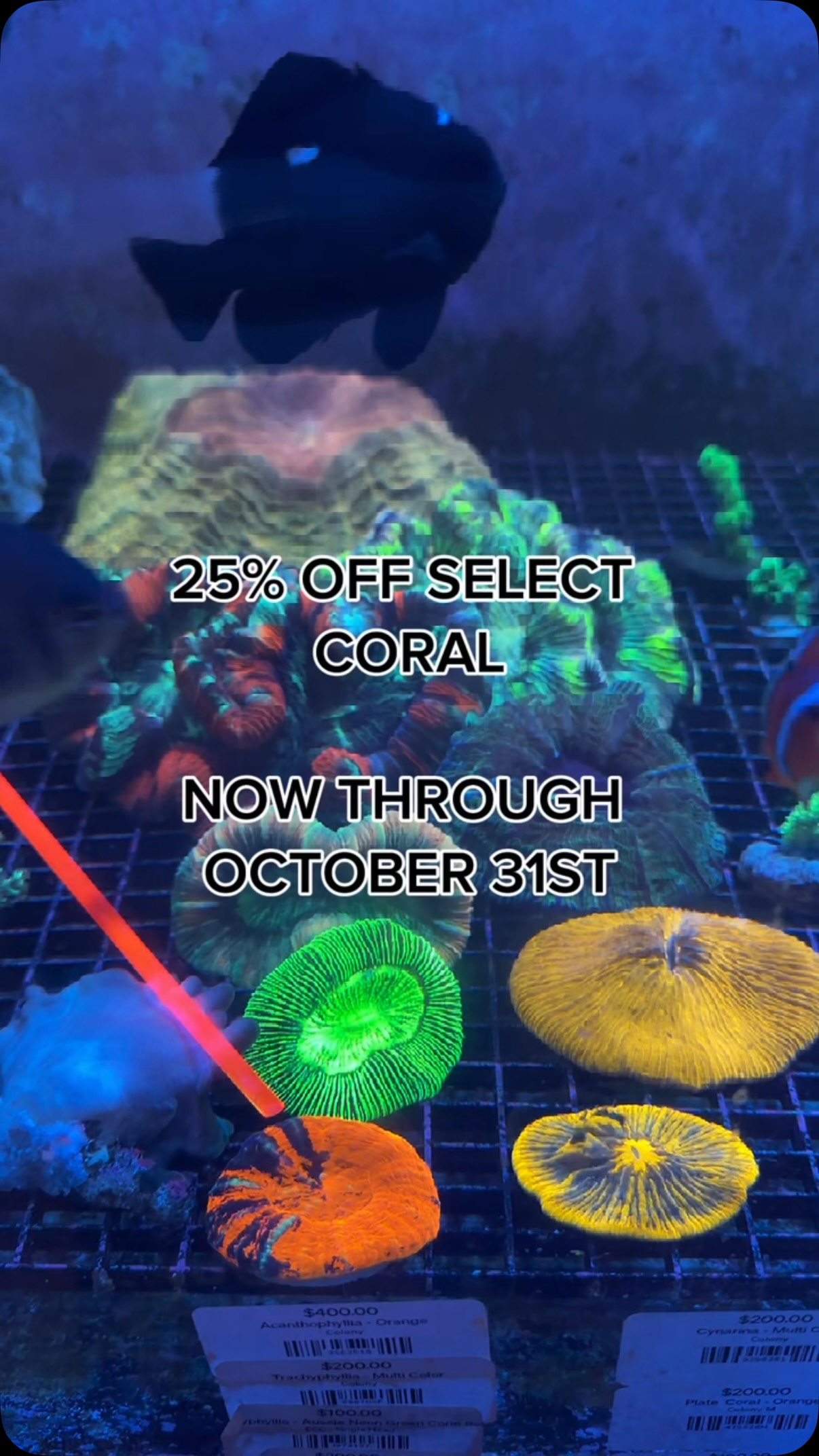 Looking to add some color to your reef? Select coral is 25% OFF now through October 31st!
Stop by the shop and check out our current coral selection. We have plenty of saltwater livestock available, with new additions coming in regularly!
📍 3816 Sardis Church Rd Unit 107
🕐 Tue–Sat 10–6 | Sun 12–5 | Closed Monday
📞 980-328-0000
🌐 https://www.undertheseanc.com/retail-store
Under The Sea