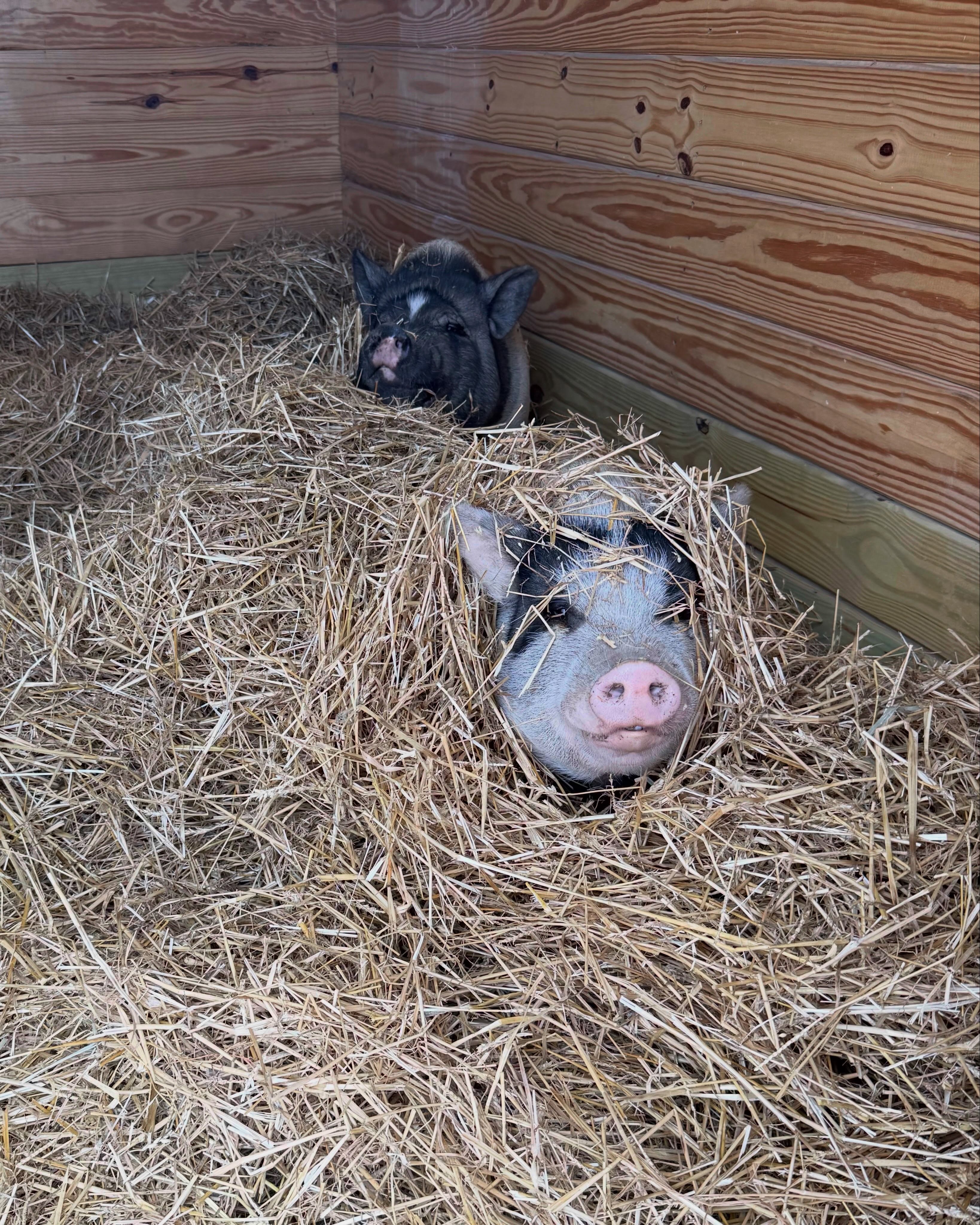“Did someone say snacks?” - Rosebud & Clementine 🐷