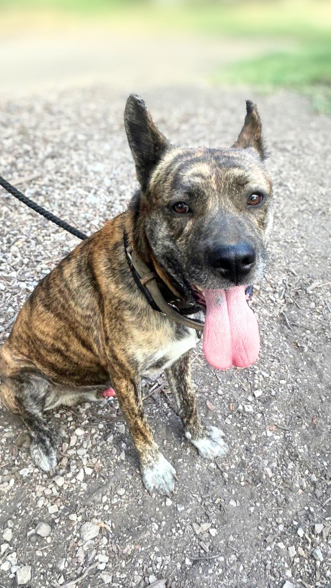 People ask us all the time, “What’s your favorite flavor of dog?” 🤎
So allow us to introduce Diego: chocolate AND cinnamon (canela).
This gorgeous brindle boy has the perfect swirl of both—and somehow, he’s just as sweet as he looks.
Diego is about 4 years old and brand new to RARE. He spent much of his life living outside on a chain, and now he’s finally getting the chance to learn what comfort, safety, and life inside a home can feel like.
He’s sweet, loving, and does well with dogs, cats, and kids. What he needs now is a foster home willing to give him a soft place to land while he settles into this next chapter.
If chocolate and cinnamon are your favorite flavors too, Diego just might be your guy. 💙
Apply to foster Diego at rarerescue.org today!
#fosteringsaveslives #adoptdontshop #nashville #dogsofinstagram #fyp
