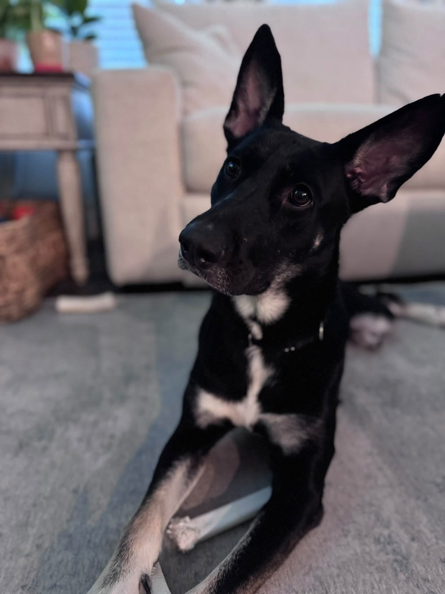 URGENT FOSTER NEEDED FOR PAWLETTE 💗🙏🏼
A shelter foster is urgently needing someone to take over fostering their sweet girl Pawlette (Miss Polly) (A0061352882). One of their personal dogs was re-injured and they are having a hard time keeping her calm since she loves to play with Miss Polly.
They pulled Pawlette from pre-euth a little over 2 months ago simply because she was incredibly fearful. They said: “She has NEVER been aggressive — and since leaving the shelter, she has absolutely THRIVED 🤍
Pawlette is potty trained, dog friendly, great with kids, crate trained, good in the car, and incredibly sweet and affectionate once she trusts you. She’s still timid with new people, but treats, patience, and another confident dog go a long way!
In just two months, she has gone from trembling and barely wanting to look at us to the sweetest, gentlest soul. She has made SO much progress, and we desperately want to keep that going.”
If you can add Pawlette to your pack and help her get adopted, please let us know or EMAIL FWACCfoster@fortworthtexas.gov! Her fosters are happy to meet halfway or bring her to you and help her get acclimated.
She is 4 years old, 63 lbs, spayed female, and heartworm negative. She is currently under care with @fortworthacc .