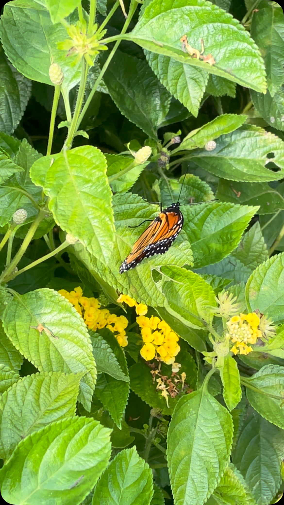 A viceroy visited yesterday #butterflies #butterfliesofinstagram #septembervibes