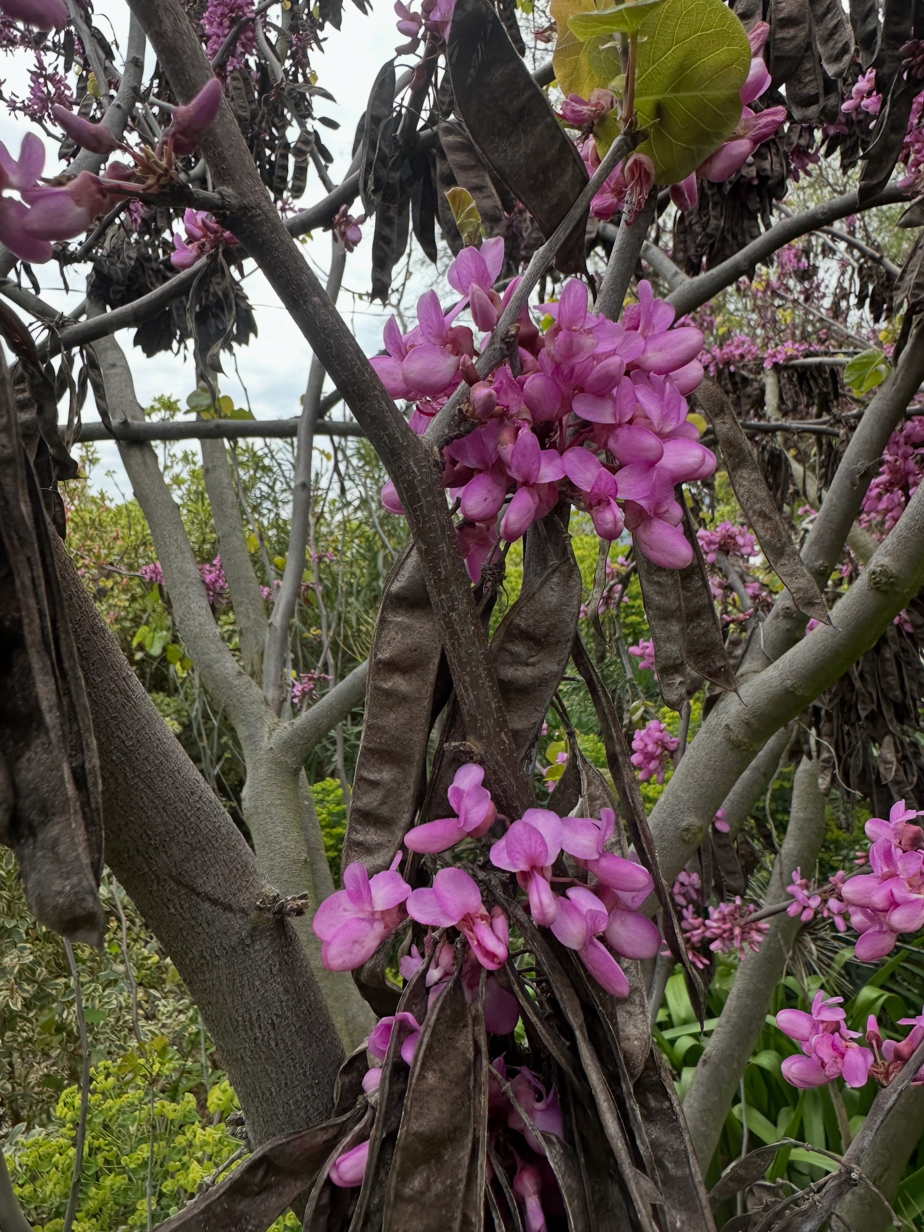 🌸 ¡Llegó la primavera y con ella los árboles de Judea! 🌸
Es uno de los árboles que mejor anuncia la llegada de la primavera: se cubre de flores rosadas antes de que aparezcan sus hojas. Ahora puedes tenerlo en tu jardín.
✅ Floración espectacular cada primavera
✅ Hojas en forma de corazón 💚
✅ Tamaño ideal para jardines medianos y pequeños (4 a 8 m)
✅ Resistente a la sequía una vez establecido y tolera heladas
✅ Pocas exigencias: pleno sol y buen drenaje
¡Aprovecha la temporada, stock limitado! 🌿
#ArbolDeJudea #Vivero #VentaDePlantas #ArbolesEnVenta