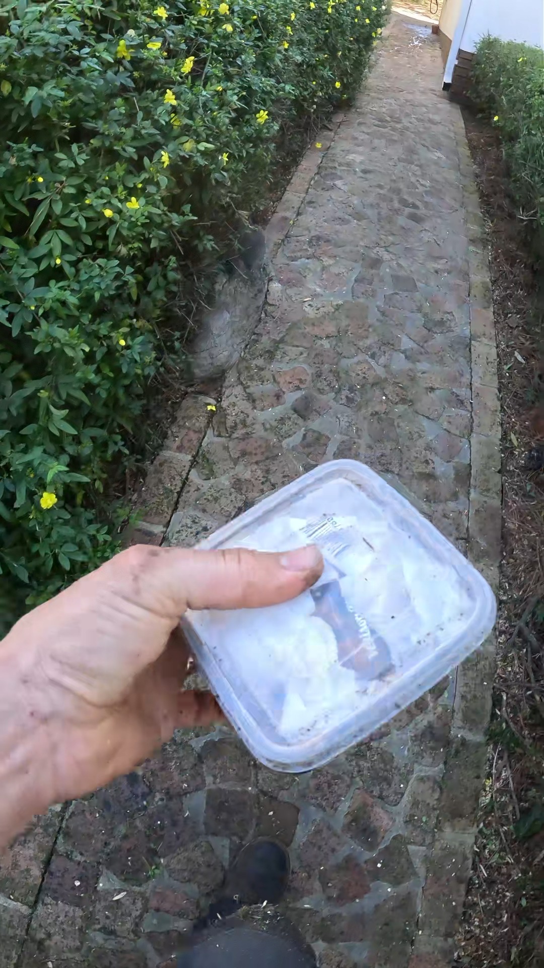Well… it worked. 😂
The compost heap actually heated the Peregrine pie.
And not just a little bit either. Properly warm, properly delicious… so delicious, in fact, that I completely forgot I was supposed to film myself eating it.
So there you have it.
Compost: good for the garden. Apparently also not bad for lunch.
Science complete.
#AndrePOV #OverbergArborists #ArboristLife #Compost #Overberg