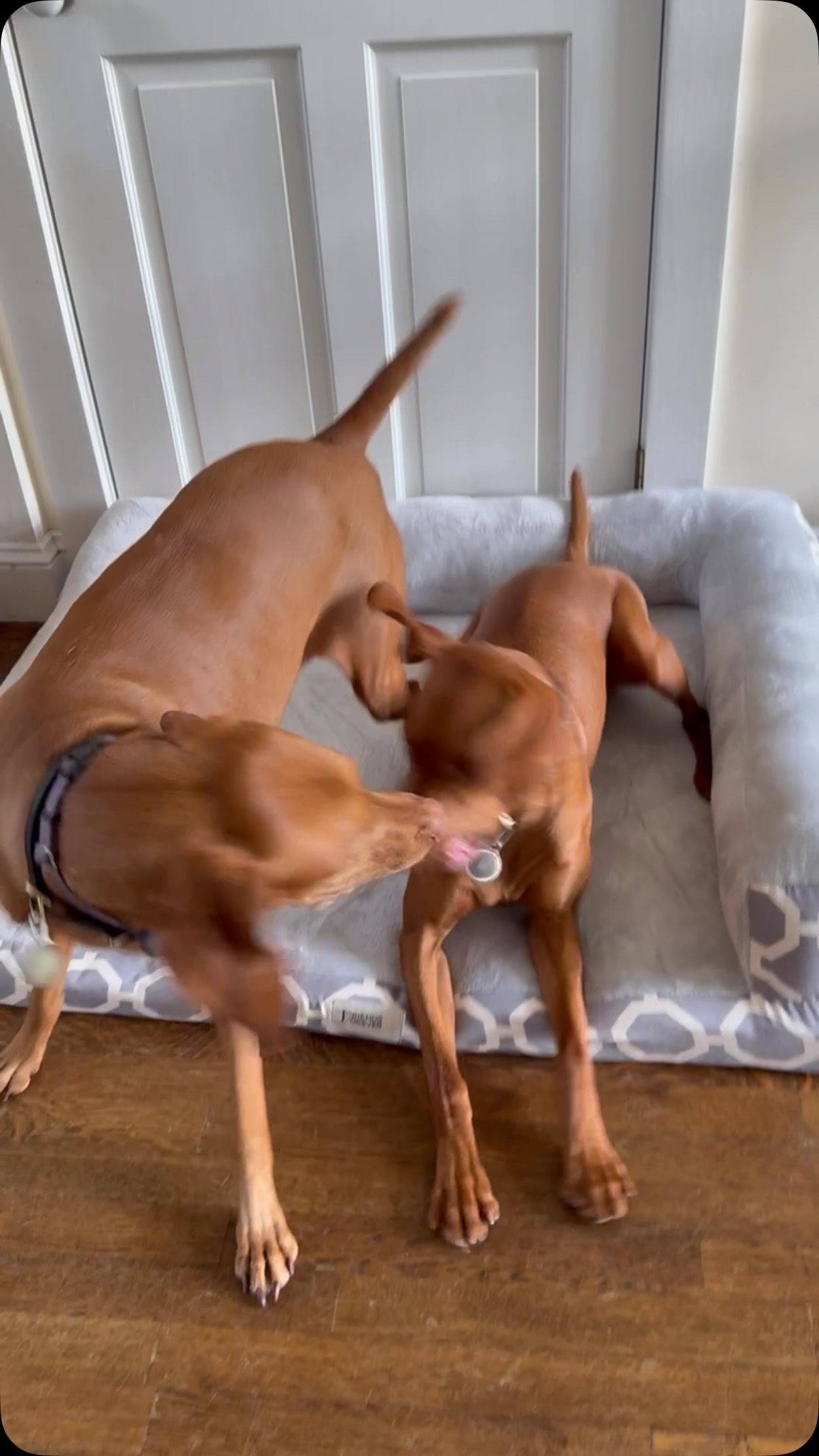 Kora has officially claimed her new orthopedic bed. 🐾❤️
Plenty of room to stretch out… although sharing space is apparently negotiable. 😂
Gifted by @friendsforeverpets — this orthopedic bed is so comfy and supportive, and Kora clearly approves.
#FriendsForeverPets #Gifted #OrthopedicDogBed #Vizsla #DogLife