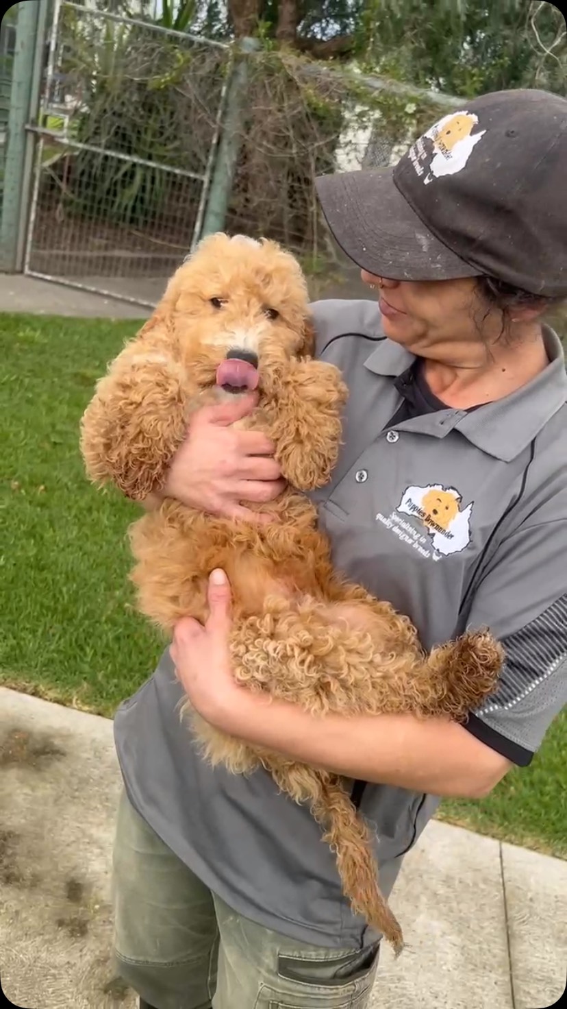 A heart as golden as his coat, Bandit the F2 Labradoodle boy is growing into the perfect companion 💕🐶
DOB: 5 June 2026
Parents: Taylor and Red Dog
Microchip: 956000018807388 • Source: BR100575
Playful, clever, and full of personality he’s destined to bring endless joy.
#LabradoodleGlowUp #PuppyPlaytimeDownunder #FluffyPrince #PuppyLove #puppiesdownunder
