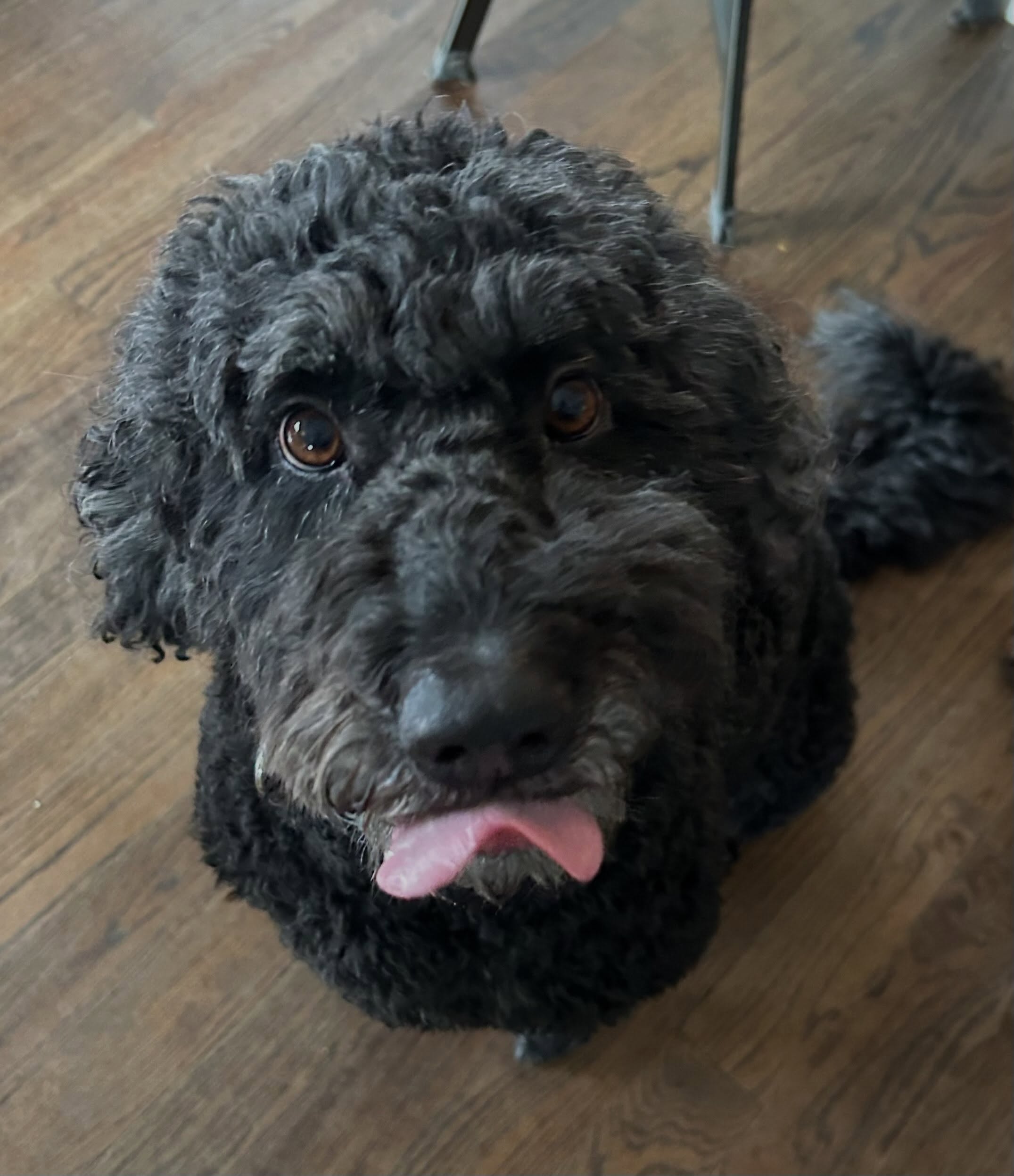 Happy #tongueouttuesday from the Triple Threat: Luna, Tuzik and Niko!! ππΎ
