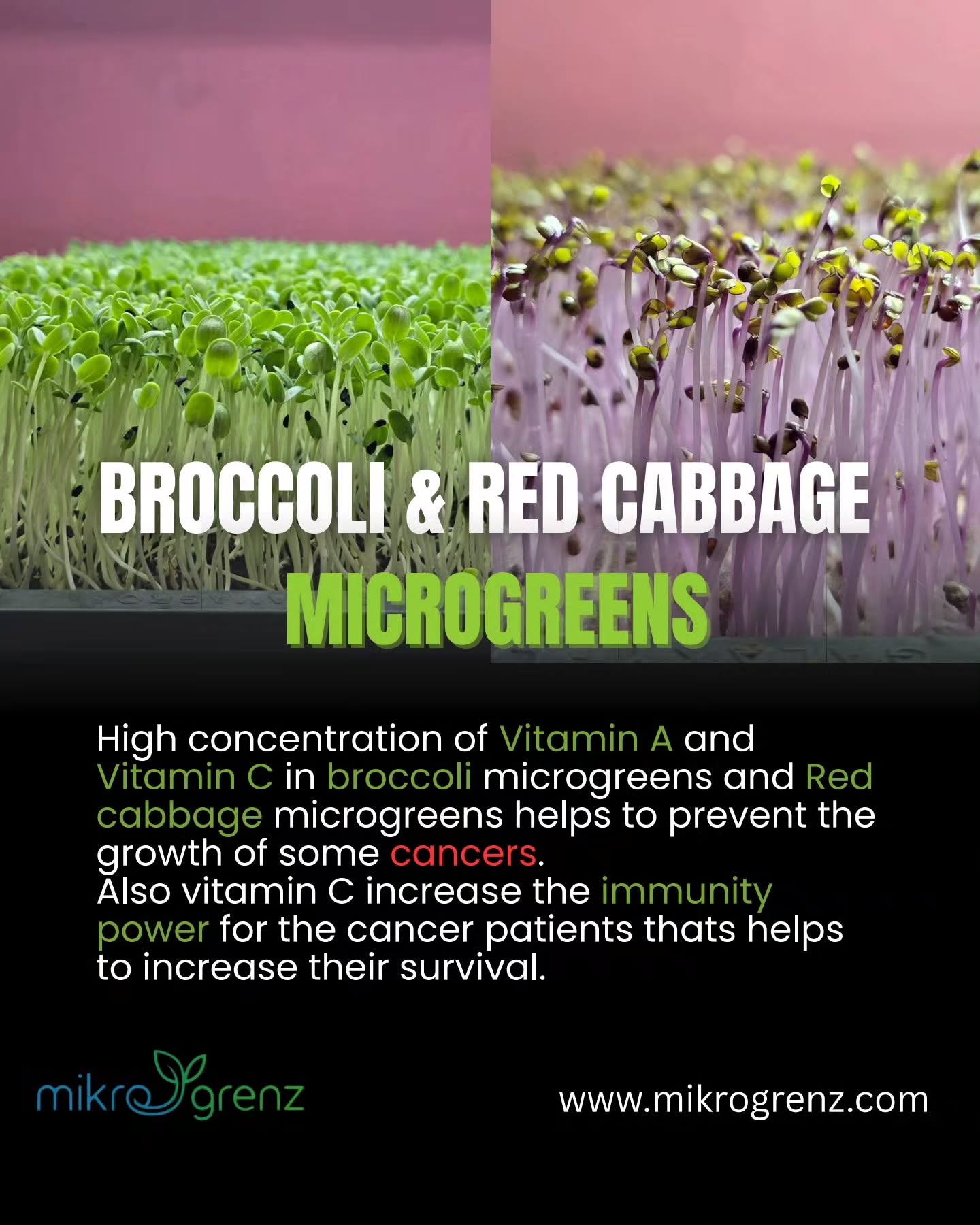 Importance of microgreens in daily life.
.
.
.
.
.
www.mikrogrenz.com
....
#microgreenbenefit #microgreens #health #superfood #diseasefree
Healthy Food For Kids
Nutrition For Children
Grow Your Own Food
Homegrown Nutrition
Fresh Food At Home
Chemical Free Food
Healthy Family Lifestyle
Smart Food Choices
Eat Fresh Live Healthy
Better Health Naturally