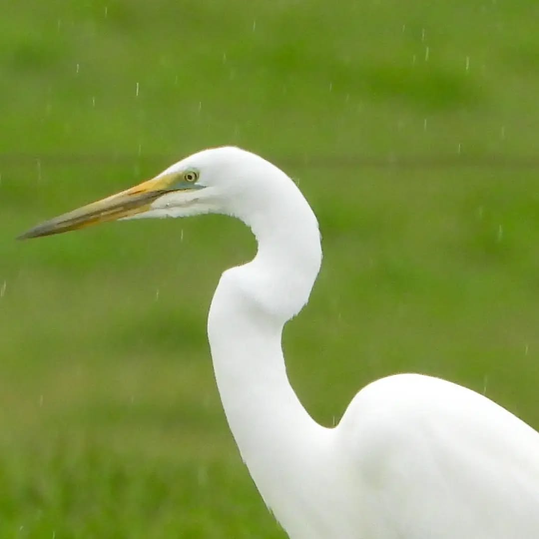 The green face on our Kotuku is forming, indicating he is ready for breeding and should leave the district soon.
#kotuku #karameakotuku #egrettaalba
