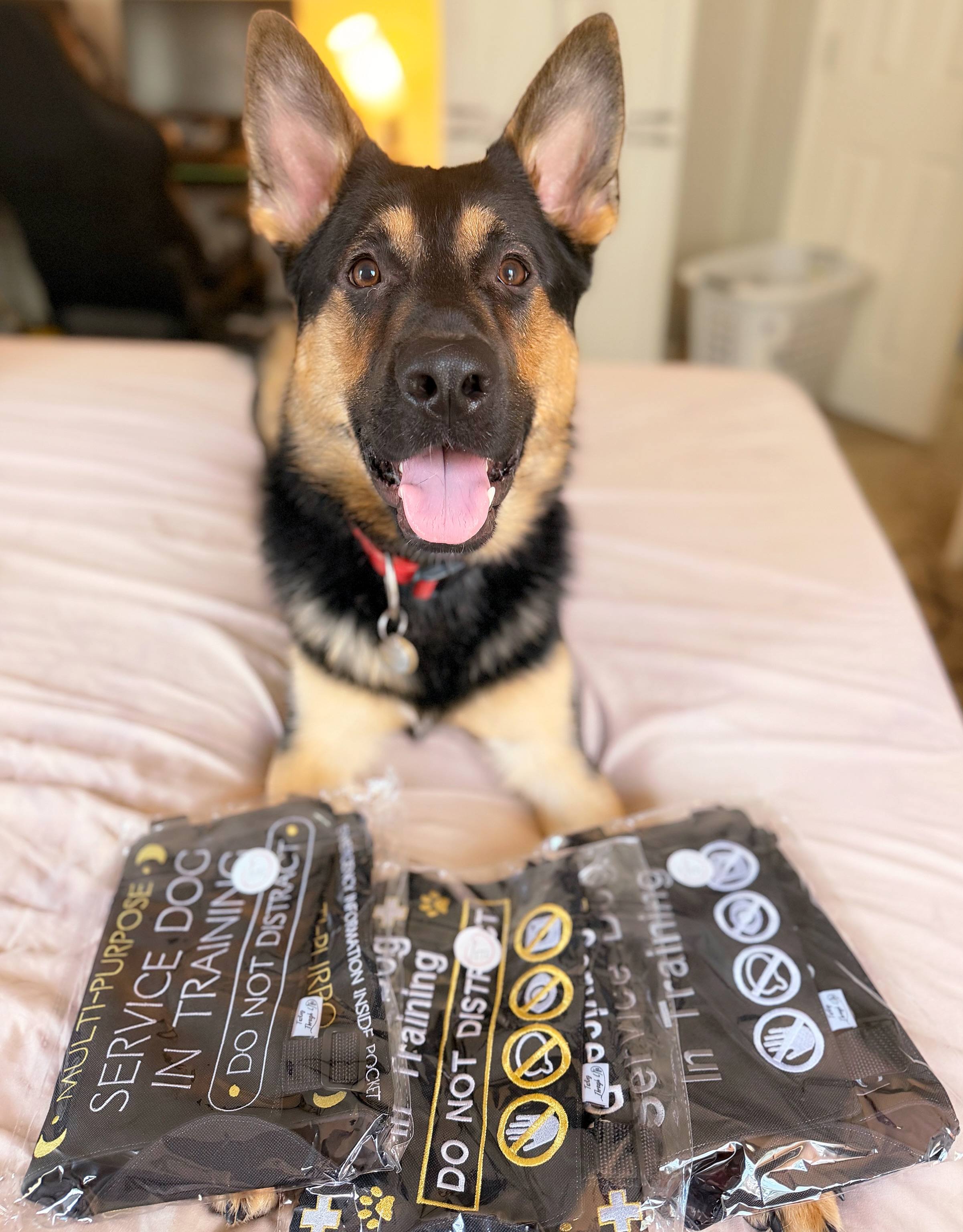 Good pre-lim bones for Sköll!!
B Litter
Liberty X Flash
Breaker vd Hunde der neuen Äre
OFA Hips: Good (Pre-lim)
OFA Elbows: Normal (Pre-lim)
DM Carrier
AKC DNA + Health Tested
https://www.working-dog.com/dogs-details/8098354/Breaker-vd-Hunde-der-neuen-%C3%84re