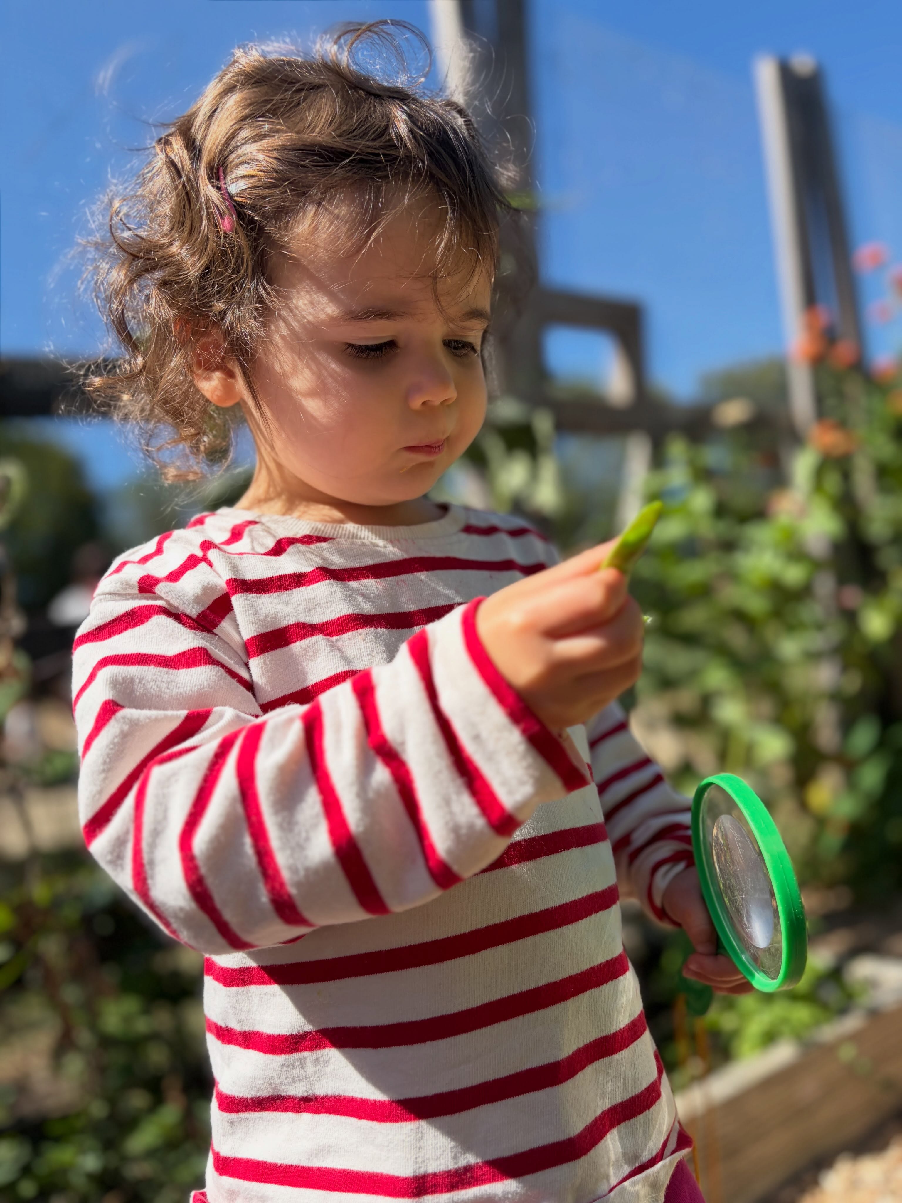 Our two year old friends are continuing to explore their new school, including our outdoor classroom garden. This space offers endless hands-on opportunities for children to learn through their senses and interact with nature. Throughout the year, children dig in the soil, watch plants grow, and taste foods straight from the vine. We love having this special space where curiosity blooms and discoveries are made. 🌿🐞💚
***********************************
#LCDS
#LearningCommunityDaySchool
#PlayBasedLearning
#Preschool
#WestportCT