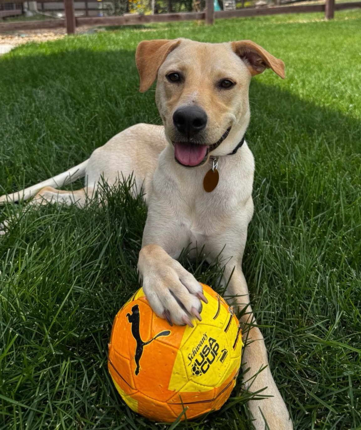 Pup of the Day: Pancha, 1 year old.
We all know the saying “lights up a room,” well nothing could describe Pancha better! This girl walks, runs or hops into a room and somehow makes it brighter. ☀️
Pancha was found dumped outside of San Antonio, TX, where a kind-hearted family scooped her up & cared for her while she waited for her ride to CO.
Pancha has the sweetest demeanor with a tail thats always wagging, always ready to bound after her favorite ball & always got love to give to everyone she meets!
Whether she’s sniffing something new, learning a new trick, or just curling up with her head on your lap, Pancha makes everyday life feel a little lighter and oh so much special.💛
Things to know about our sweet as pie girl:🥧
🐕 Gets along great with other dogs
👶 Total sweetheart with the kids in her foster home
🏠 Potty trained (loves a schedule)
😴 Settles right down for bedtime in her crate
🎓 Working on her leash confidence & commands and getting better every day!
Pancha isn’t just looking for a home. She’s looking for HER people, the ones who’ll cheer her on as she keeps growing into her most confident self.
If you are already an approved adopter and want to meet or adopt Pancha, please contact your adoption coordinator. Or you can fill out an application at mhlrm.com!