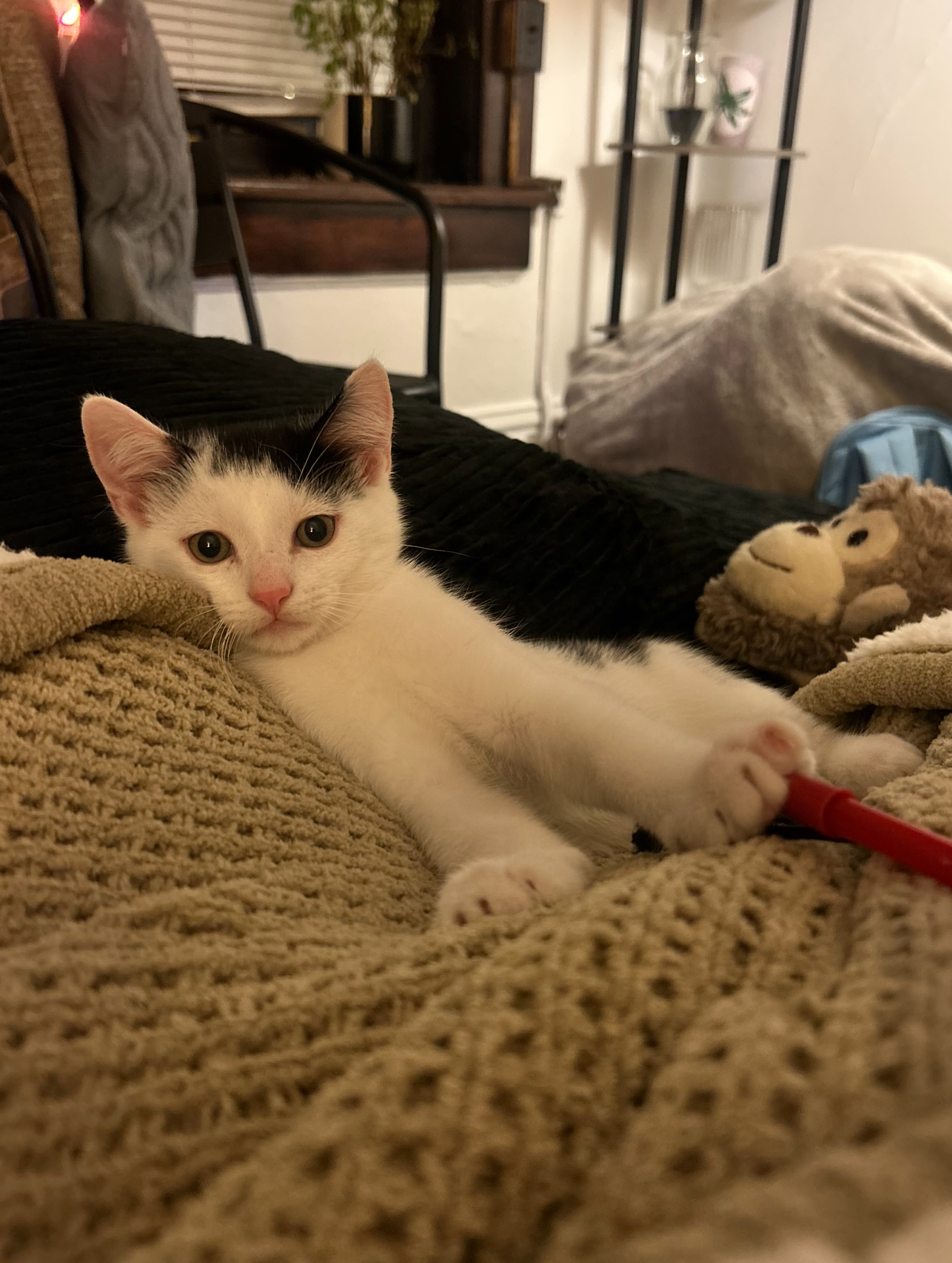 Rolo and Twix are the cutest little babies! 😻🍫 If you’re looking to adopt a pair, this brother duo would be a fabulous addition to your family. Apply for them today! ❤️