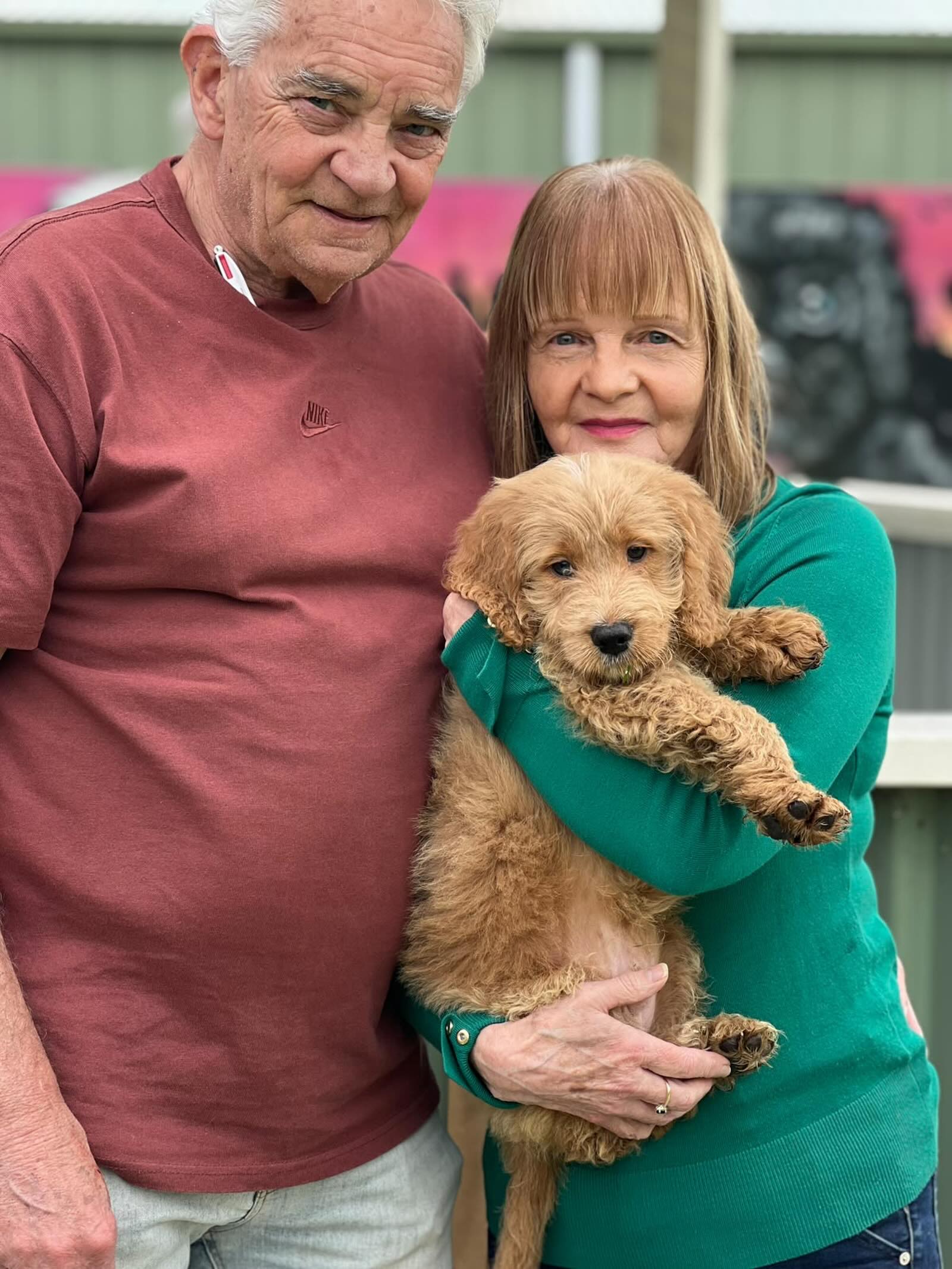 Happiness has four paws, John’s family just grew with the sweetest male Groodle 🐾💛
Born with curls, charm, and endless love, this fluffy boy is already stealing hearts and making every day brighter.
Source: BR100575.
#GroodleMagic #FamilyJoy #FluffyCompanion #BR100575 #puppiesdownunder