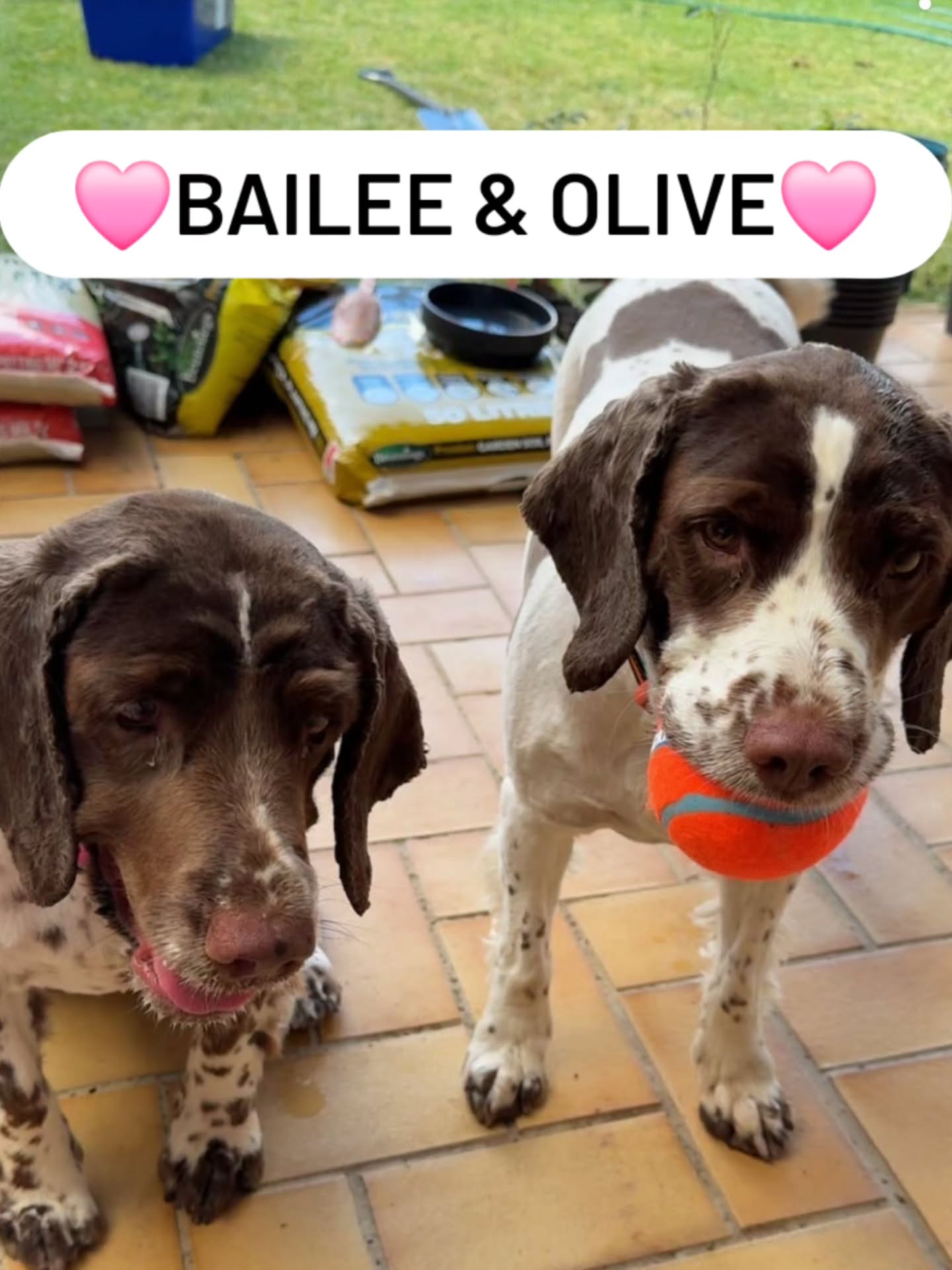 Family flight day for the crew🐾🐾🐾
Bailee, Olive and Diesel traveled to Brisbane today and all settling in well🛫🛬
#springerspaniel #cats #dogs #pettransport #Hamiltonpettransport