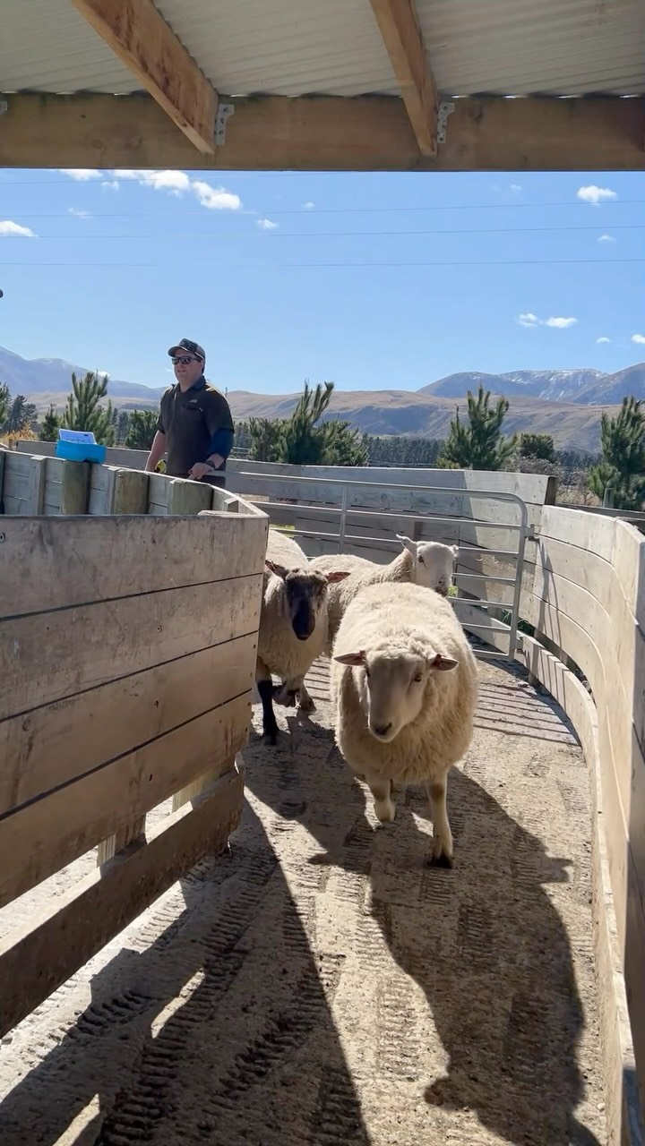 The sounds of selections 💥🐑
Headwaters Ram Sales
NORTH ISLAND
🗓️ Wednesday 18th November
📍 Hakawai Farm, Pahiatua
SOUTH ISLAND
🗓️ 1st & 2nd December
📍 Coleridge Downs, Canterbury