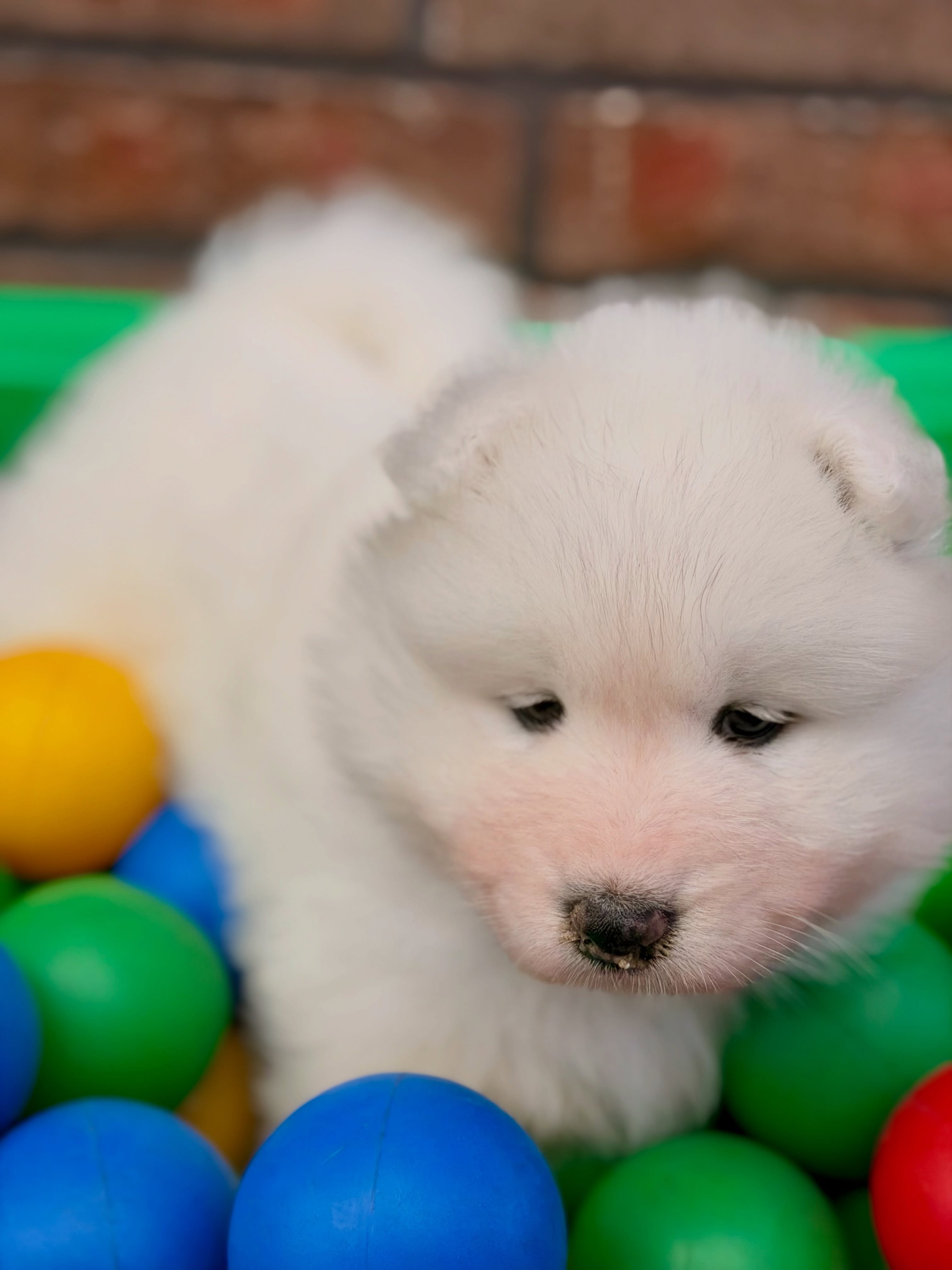 Unsere 5 Prinzessinnen mit 5 Wochen 💜🩷❤️💛🧡
Asta Umka 💜
#samoyedpuppy #samoyedofinstagram #puppiesofinstagram #doglovers #breeder
Unsere 5 Prinzessinnen mit 5 Wochen 💜🩷❤️💛🧡
Aurelia Ilvy 🩷
#samoyedpuppy #samoyedofinstagram #puppiesofinstagram #doglovers #breeder
Unsere 5 Prinzessinnen mit 5 Wochen 💜🩷❤️💛🧡
Aurora Freya ❤️
#samoyedpuppy #samoyedofinstagram #puppiesofinstagram #doglovers #breeder
Unsere 5 Prinzessinnen mit 5 Wochen 💜🩷❤️💛🧡
Anouk Coco 💛
#samoyedpuppy #samoyedofinstagram #puppiesofinstagram #doglovers #breeder
Unsere 5 Prinzessinnen mit 5 Wochen 💜🩷❤️💛🧡
Alaska Aria 🧡
#samoyedpuppy #samoyedofinstagram #puppiesofinstagram #doglovers #breeder
