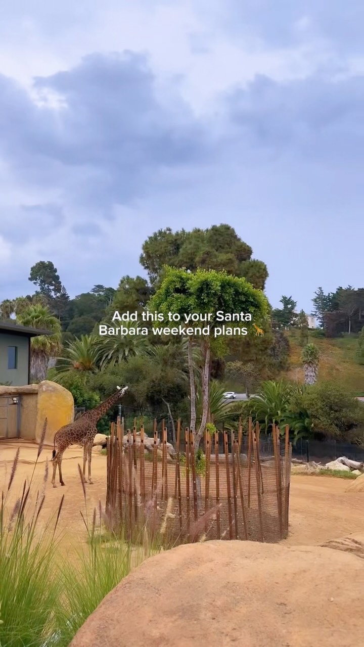 Add the Santa Barbara Zoo to your weekend list. 🦒
Ocean views, giraffes, and an easy afternoon outside. One of those Santa Barbara outings that’s just as fun whether you’re bringing the kids or simply looking for something different to do.
Sometimes the best local plans are the obvious ones we forget about.
When was the last time you went to the zoo?
#SantaBarbara #SantaBarbaraZoo #SantaBarbaraLifestyle #ThingsToDoInSantaBarbara #SantaBarbaraLocal