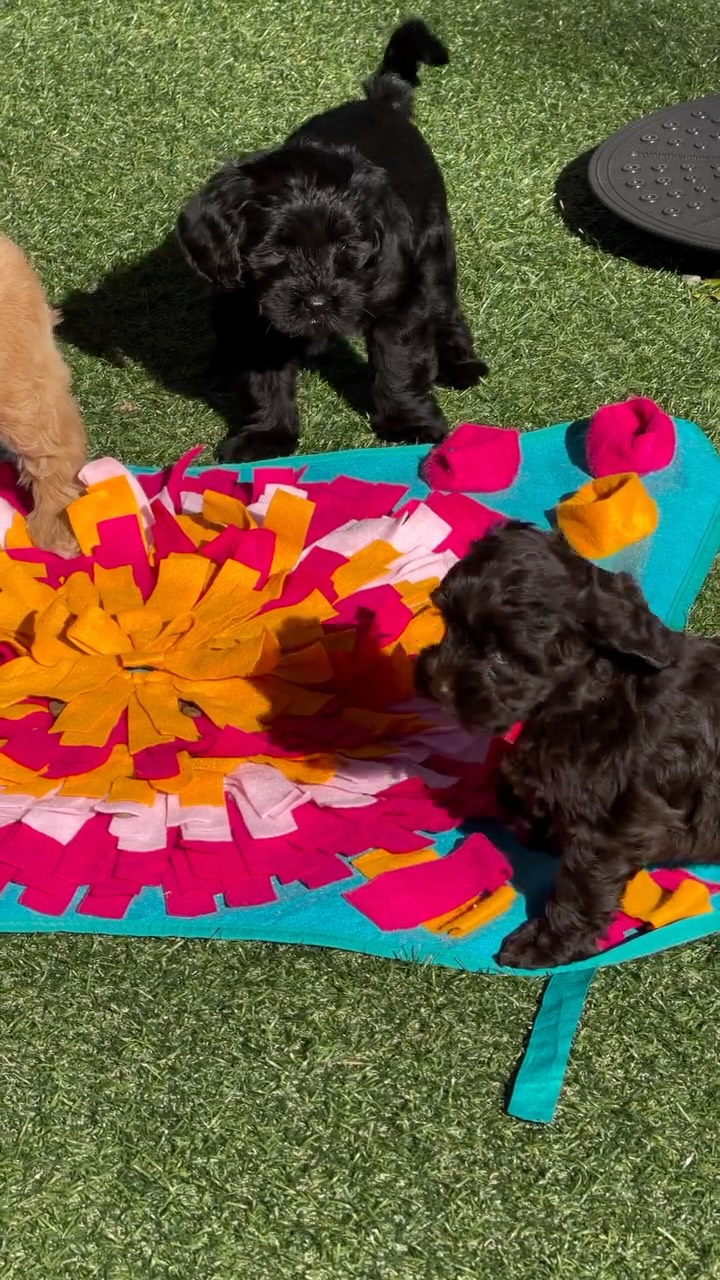 They always find the snack treasures! Not sure who has more fun as I wait to see how long it takes them to find the prize ! Smart lil sniffers !
.
.
#puppyenrichment #australianlabradoodle #southmittenlabradoodles #australianlabradoodlepuppy #miniaustralianlabradoodles