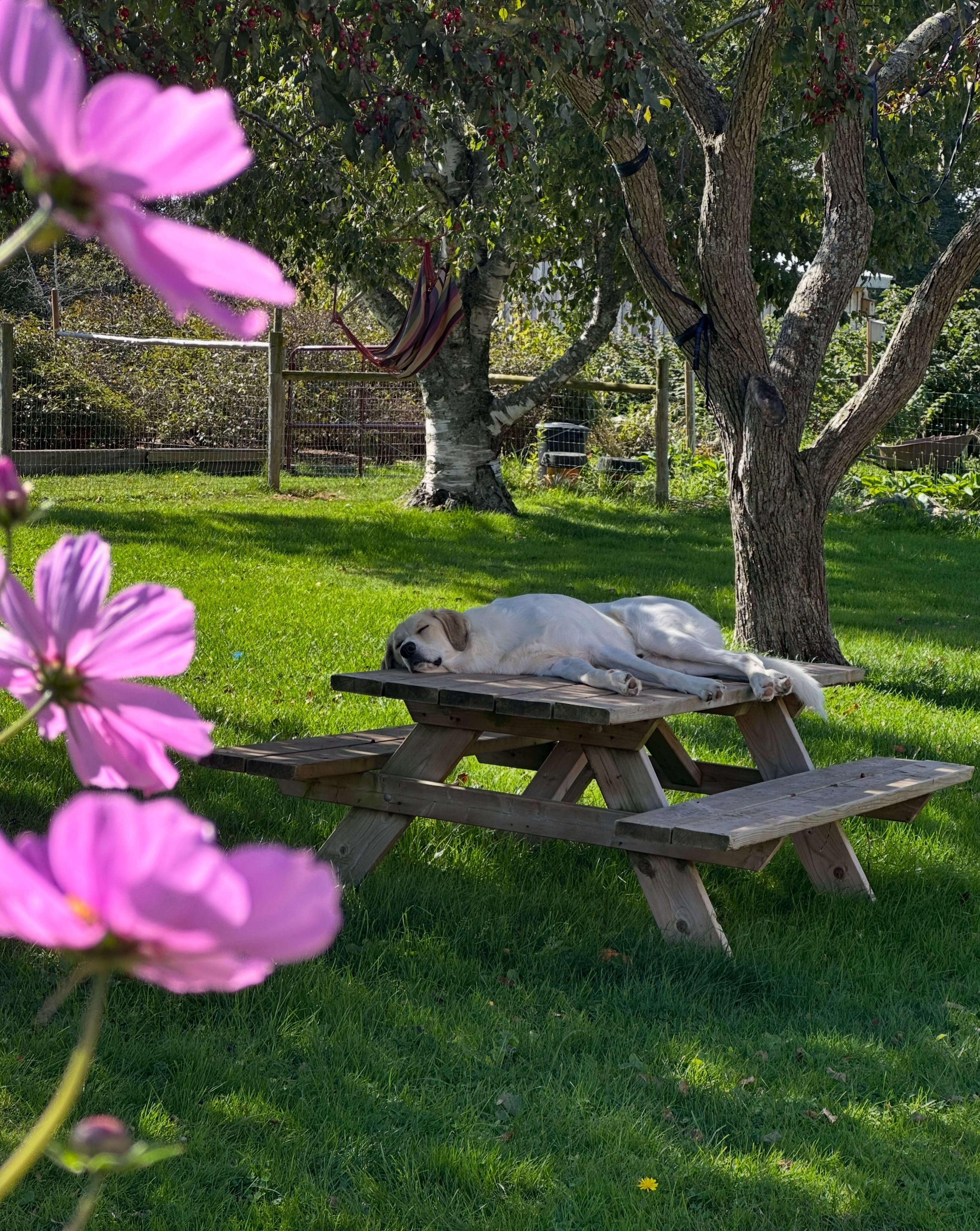 Who needs a dog bed when you have a picnic table?!
This is Loki’s favourite place to hang out. I’ve read that this is a common thing with Great Pyrenees - that they like to be up high to watch over things.
Sometimes I think it would be fun to make him his own watch tower! 🤣