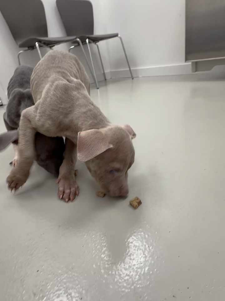 70 days ago, Valor was left in a box at Newark Animal Shelter. Emaciated, blind, with a ruptured eye, and absolutely terrified of a world that had already given him every reason to be afraid…
Over the last 70 days in medical foster, Valor learned everything from sensory mapping his surroundings, to following voices and scents, steps, to what toys, soft beds, gentle hands, and unconditional love felt like… And comfort after his eye surgery. Little by little, he became exactly who his name encouraged him to be… Valor. Brave. 💙
And brave he became. Last weekend at an adoption event, we watched Valor shy away from nearly everyone who approached him—until one family walked up. Without hesitation, Valor ran straight to them, and they dropped down and welcomed him into their arms. Our team looked at each other, and we just knew.
After so much of Valor’s life had been decided for him, this time, he got to choose. And Valor chose his family…
Tonight, 70 days after being left terrified in a box, Valor went HOME. 🏡💙 The little boy who couldn’t see the world somehow knew exactly where he belonged. You did it, brave boy. From a box… to forever. 🐾
