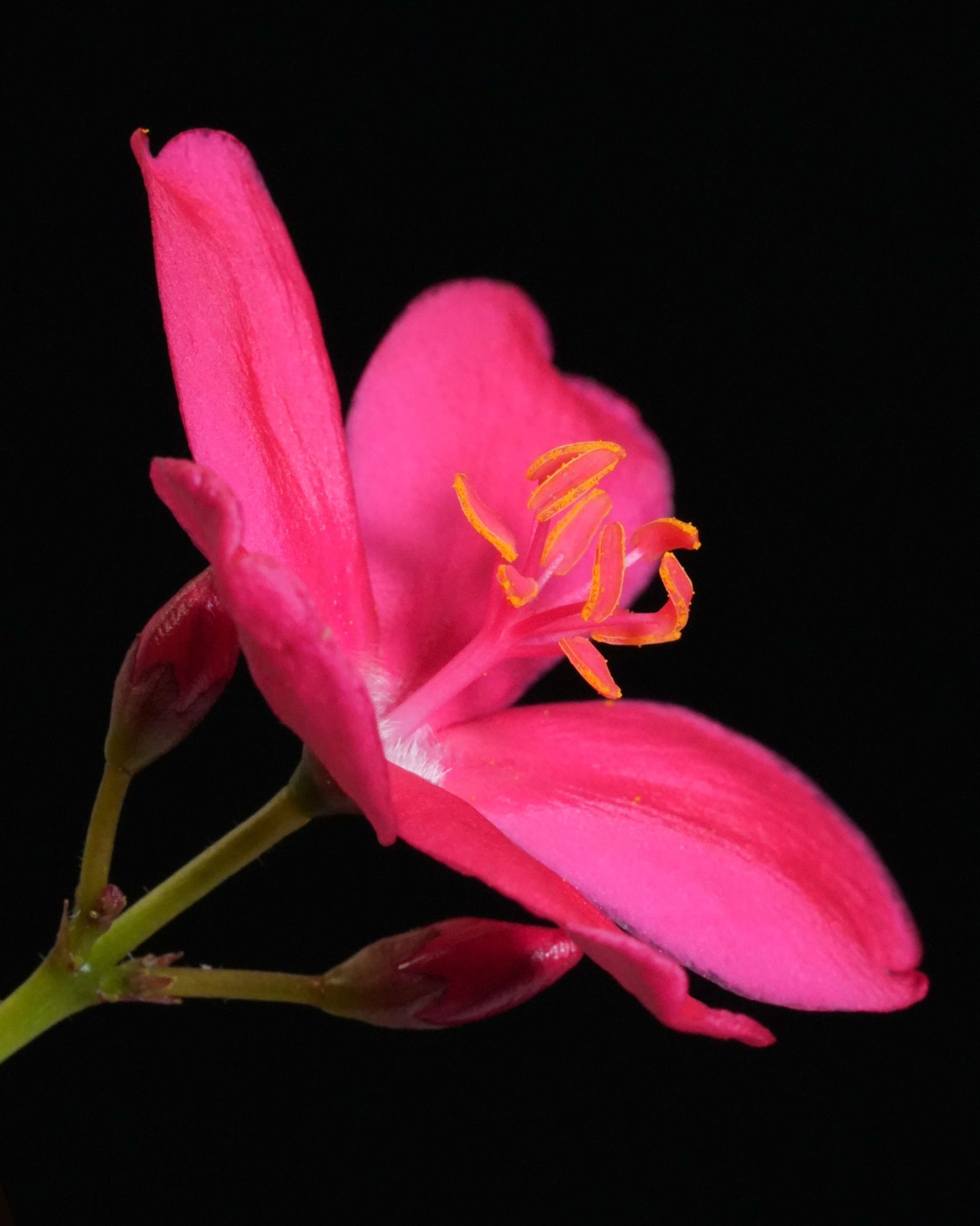 𝘑𝘢𝘵𝘳𝘰𝘱𝘩𝘢 𝘪𝘯𝘵𝘦𝘨𝘦𝘳𝘳𝘪𝘮𝘢 es un arbusto de la familia Euphorbiaceae, nativo del Caribe y ampliamente cultivado como ornamental en regiones tropicales.
.
Su inflorescencia es una cima, una estructura ramificada donde las flores se agrupan en el extremo de cada rama. Dentro de la misma inflorescencia conviven flores masculinas y femeninas, lo que hace a esta especie monoica: una sola planta produce ambos sexos, pero en flores separadas.
.
Las flores masculinas son más numerosas, con estambres visibles. Las femeninas, menos abundantes, tienen un ovario prominente y un estilo dividido; y son las que darán origen al fruto, una cápsula trilocular que al madurar se abre expulsando las semillas. 💥