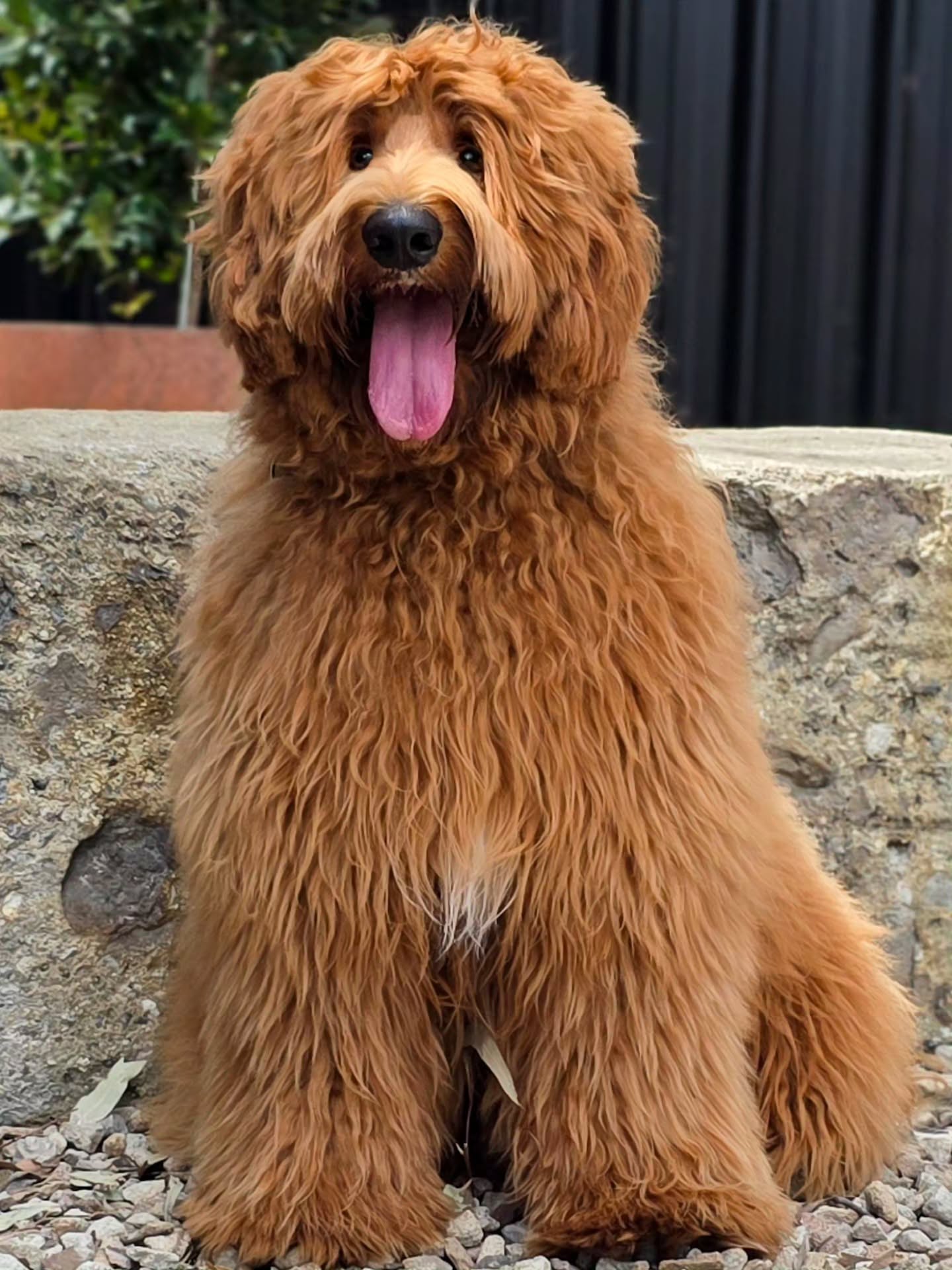 Mosely 🤎 Future Lovelocks Stud Boy
A huge hats off to Mosely’s guardian family 👏
Keeping a Cobberdog in a beautiful full coat takes commitment, regular brushing and patience and they have done an amazing job.
We are so grateful for the love, care and effort they are putting into raising this beautiful boy. 🤎
#AustralianCobberdog #lovelockscobberdogs #bigredbear #AustralianCobberdogSociety #floof