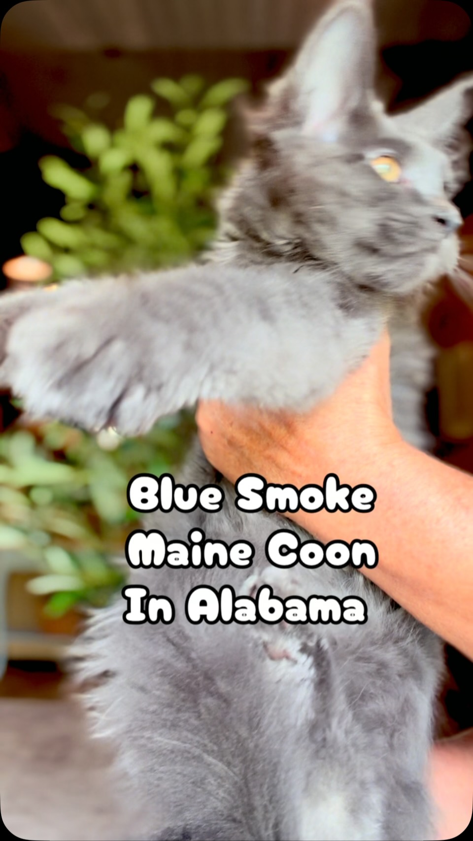 Look at this blue smoke Maine Coon 😍