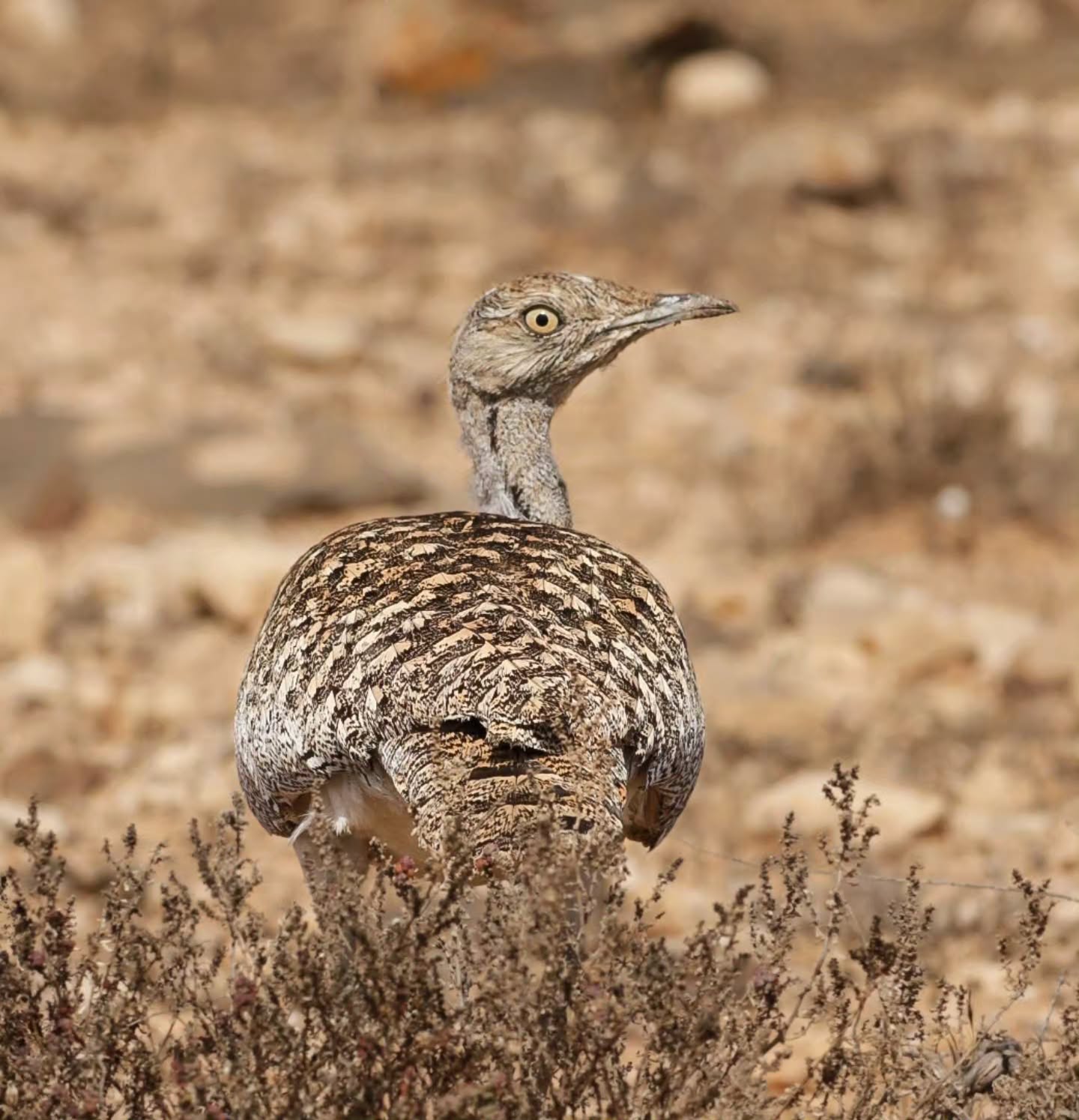 Caught up with a dream bird today!
After 2 previous trips to Fuerteventura during which birding was firmly off the cards, third time is the charm! Finally got to see some birds i have dreamed of seeing for years and years.
Black Bellied Sandgrouse
Fuerteventura Stonechat
Houbara Bustard (pictured)
Back for another crack at the Cream Coloured Courser first thing!
What a day!
#bekindwatchbirds #NatureInspires #noticenature #NatureForAll #fuerteventura