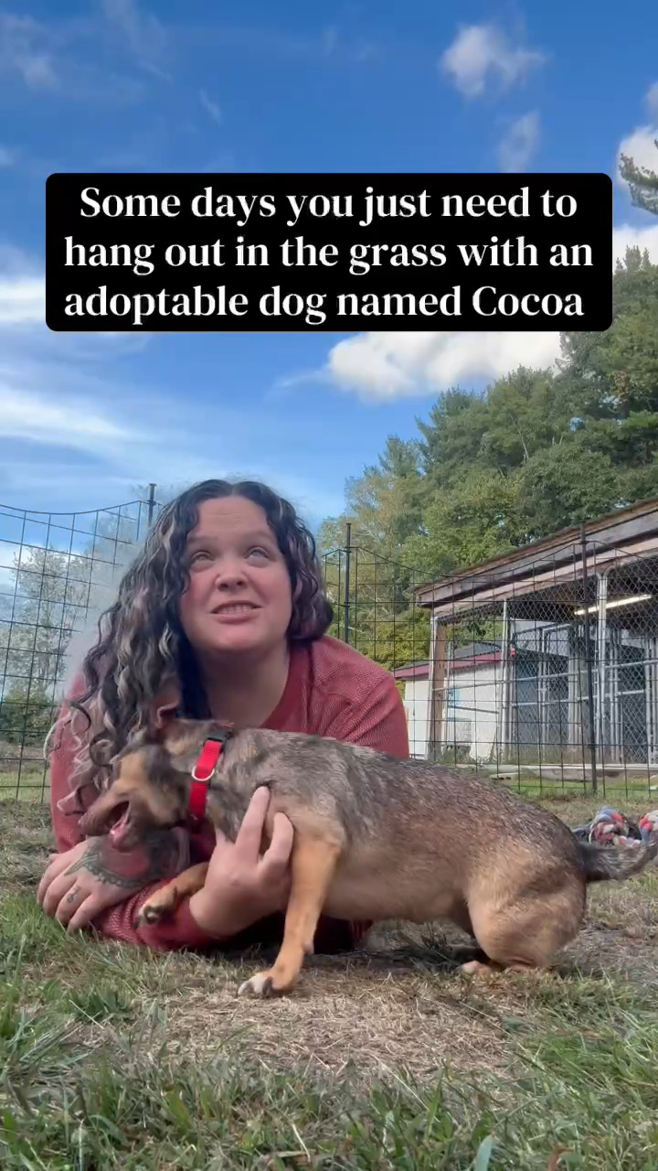I'm Cocoa, a 6-year-old, 15lb, Chihuahua mix who's ready to steal your heart! 🐕 I'm spayed, housetrained, and a petite girl who gets along wonderfully with cats, dogs, and kids — meaning I'm a perfect fit for just about any loving home. I'm affectionate and cuddly, and I promise plenty of funny moments to brighten your days. Come meet me and let's start our forever together! 💕
Meet me at PawSafe Animal Rescue, 348 Old Colony Rd, Eastford CT
Wed 4-6:30/Thurs 10:30-12:30/Sat & Sun 11-1