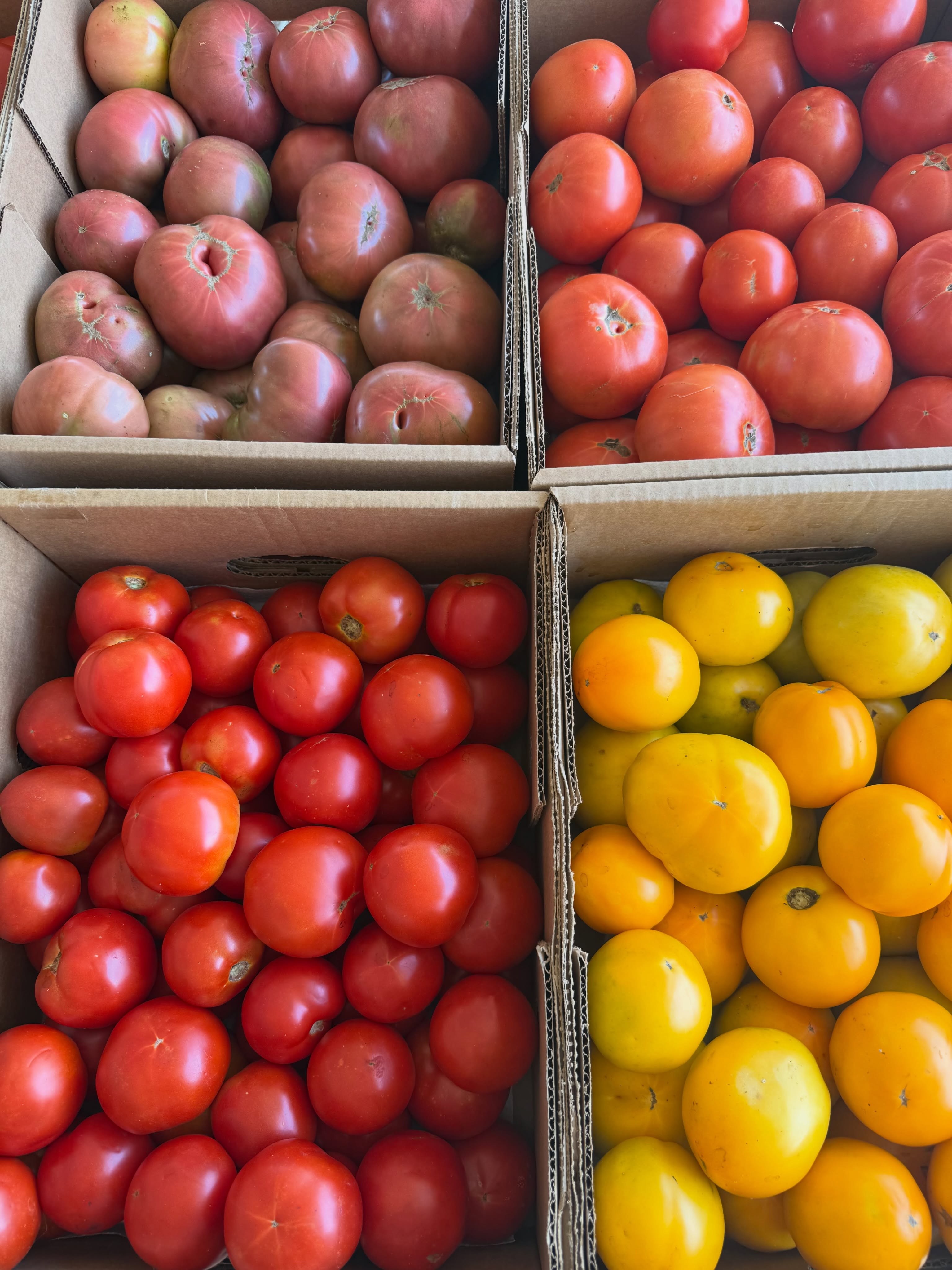 🍅🥬🥒🫑🌶️🥔🥩💐Friday September 25: Enjoy some fresh tomatoes, fresh lettuce, and local Angus beef this weekend. We’ll have a few boxes of canning tomatoes, sign up at http://www.McAdams farm.com/signups/
We’re open at the farm stand with Nature’s air conditioning Friday afternoon 2 to 6 pm, and we’re at the Carrboro Farmers’ Market from 7 am til noon!
~~~
⏰Hours: Monday, Wednesday, and Friday afternoons 2 to 6 pm, weather permitting, at the green shed by the big barn entering via the main farm driveway. Also available by appointment at the farm by calling (919)309-5935, and at the Carrboro Farmers Market on Saturday mornings.
🌞What’s in Season:
🍅Tomatoes,
🥬Lettuce,
🥔Potatoes,
💛Squash,
💚Zucchini,
🥒Cucumbers,
🍆Eggplant,
🫑Bell peppers,
🌶️Hot peppers,
💐Cut flowers,
🍳Local eggs,
🍯Local honey,
🥧Local pecans,
🥩Katahdin lamb, and
🥩Angus beef.
⏳Coming Soon: muscadine grapes, broccoli, cauliflower
🔎Latest updates: Call our recording at (919)732-7701, or check the latest Facebook/Instagram post