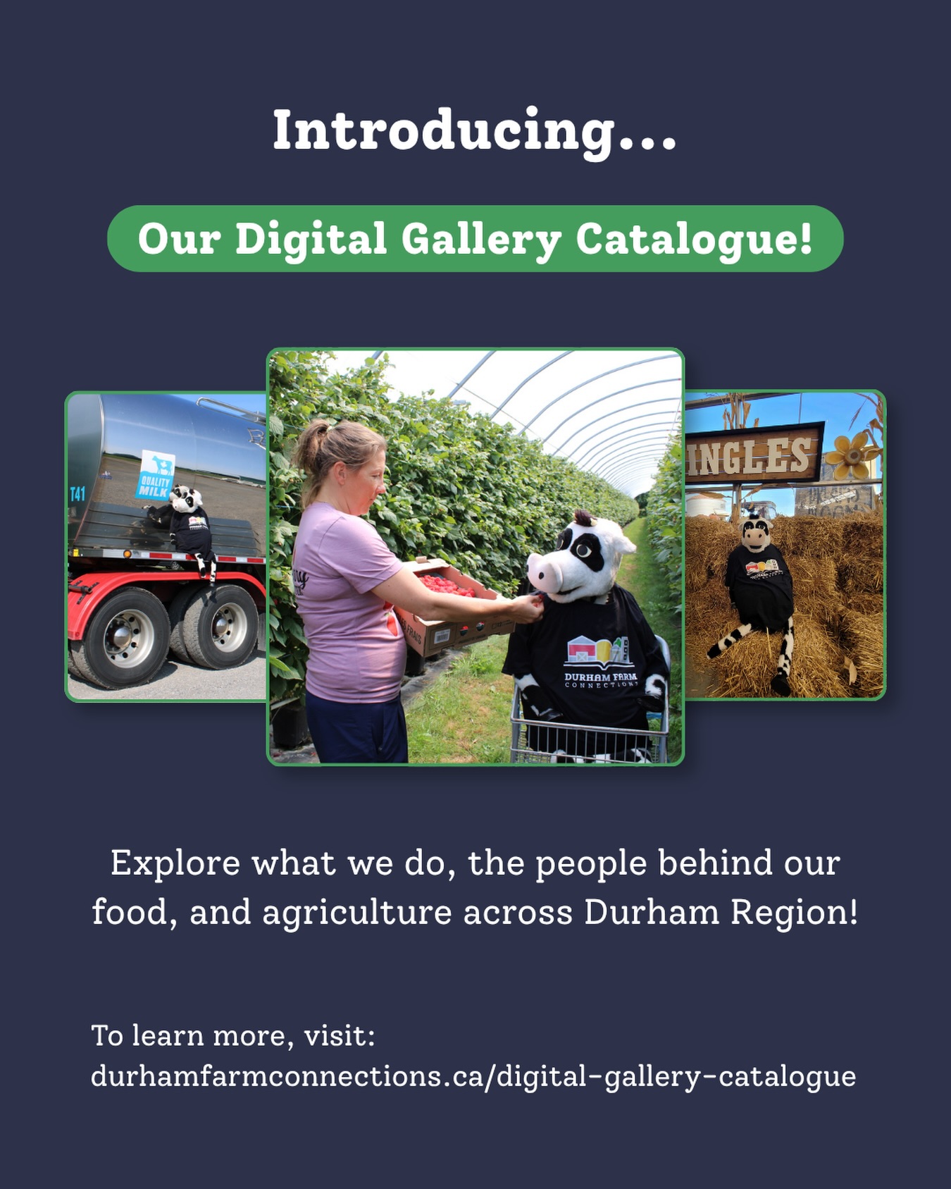 Introducing our Digital Gallery Catalogue! ๐ธ
Agricultural education is at the forefront of Durham Farm Connections, & weโre dedicating this digital gallery space to showcase:
๐ Our organizational initiatives
๐ Dedicated farmers & volunteers
๐ The people behind our food
๐ Farming across the Durham Region
Take a moment to explore, learn more about local farming, see photos from our events, & discover the unique story, purpose, & generations of farming behind each photo. ๐
To learn more, visit the link in our bio or durhamfarmconnections.ca/digital-gallery-catalogue. ๐