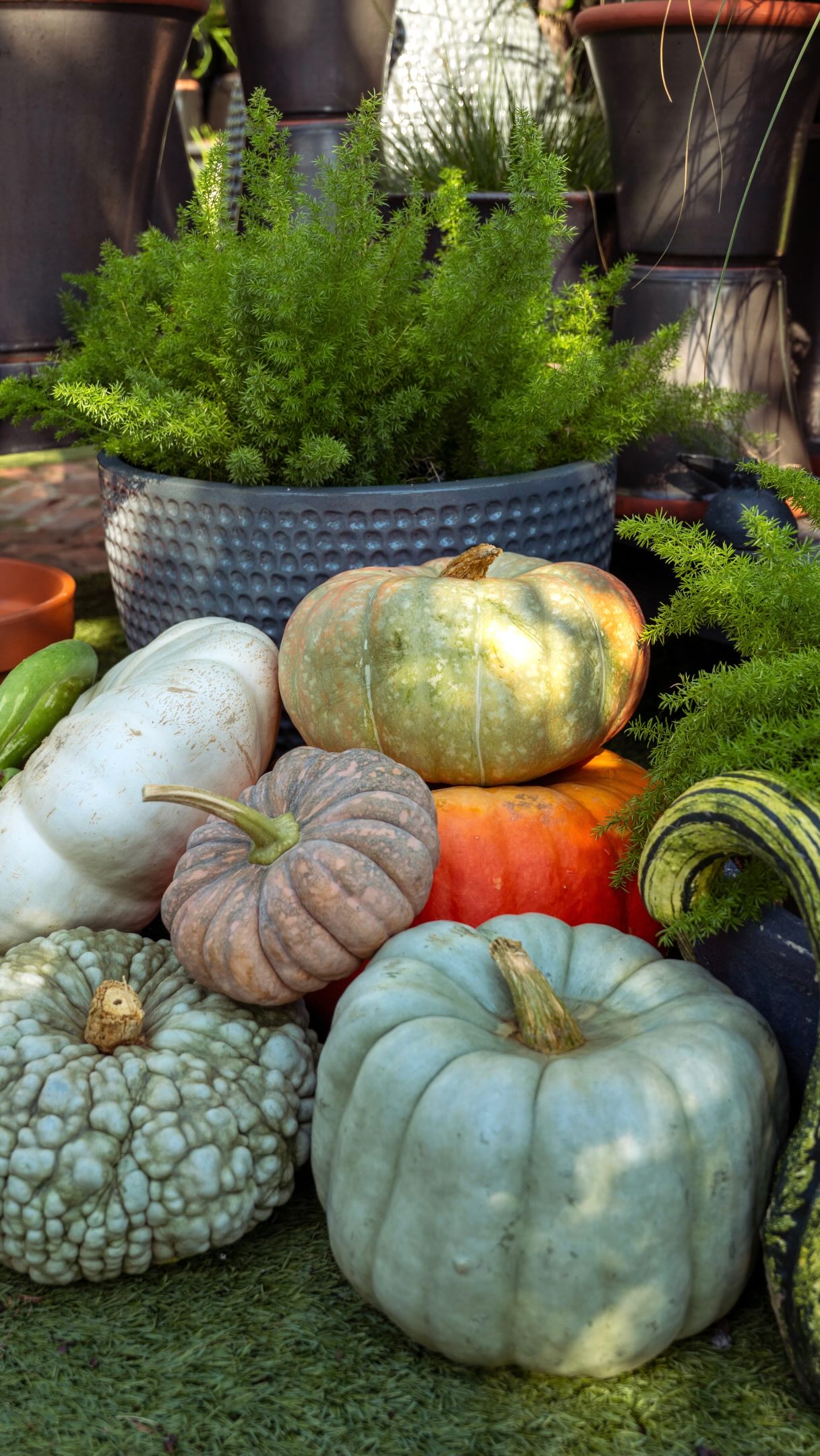 Check out our favorite ladies 😉 Pumpkins and gourds in every shape, size, and color are here and ready for your porch!