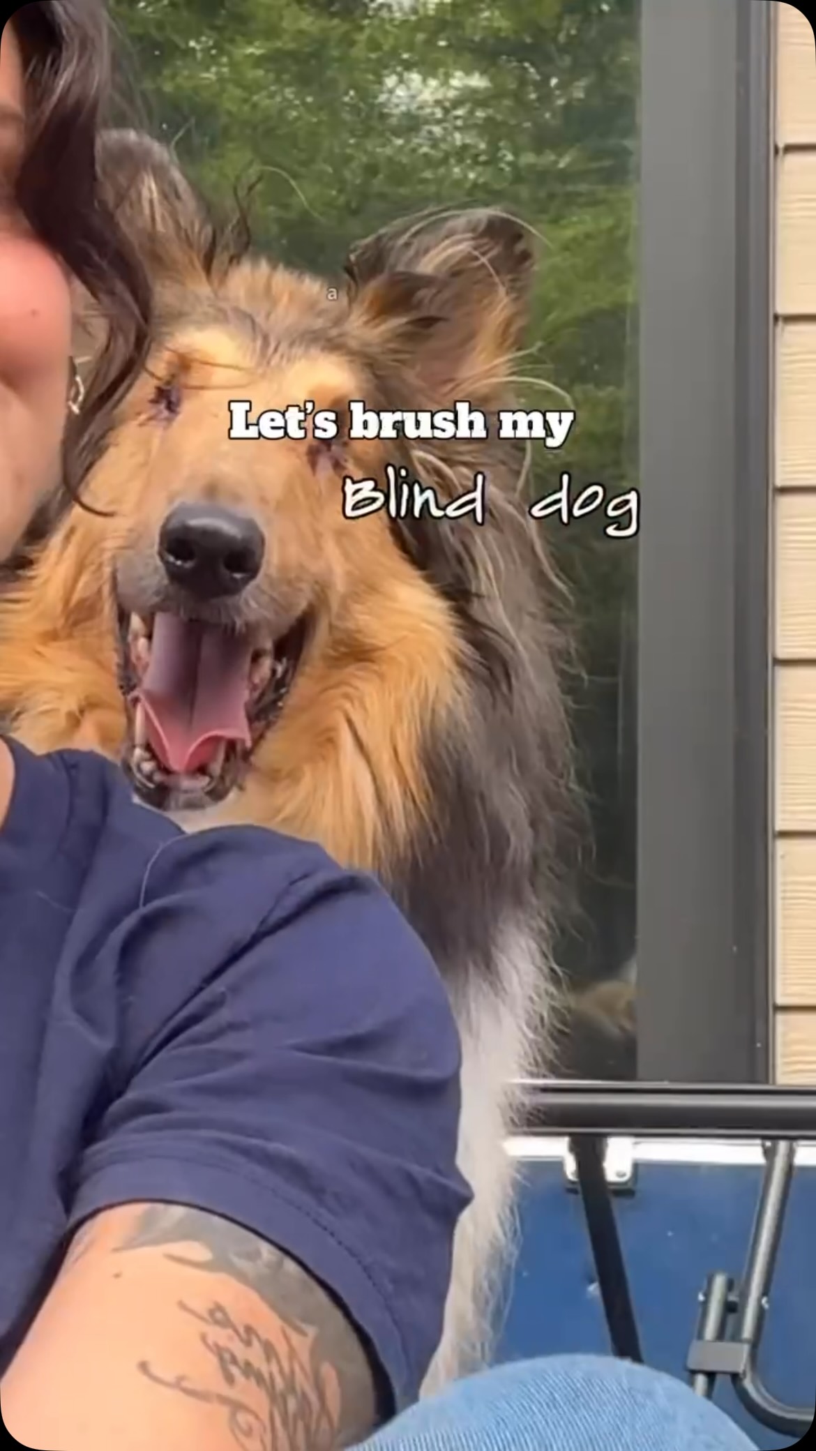 By no means, am I advising you not to take your Rough coat collie to the groomer. I’ve just noticed that over the years Clark has become sound, sensitive and tends to totally shut down when in an environment he’s uncomfortable in.
We’ve practiced his entire life on skills such a brushing, nail trims, bathing, cutting his hair and cleaning his eyes and ears.
So at this point, we have both accepted the fact that I am just his personal groomer and it’s his little spa day.
