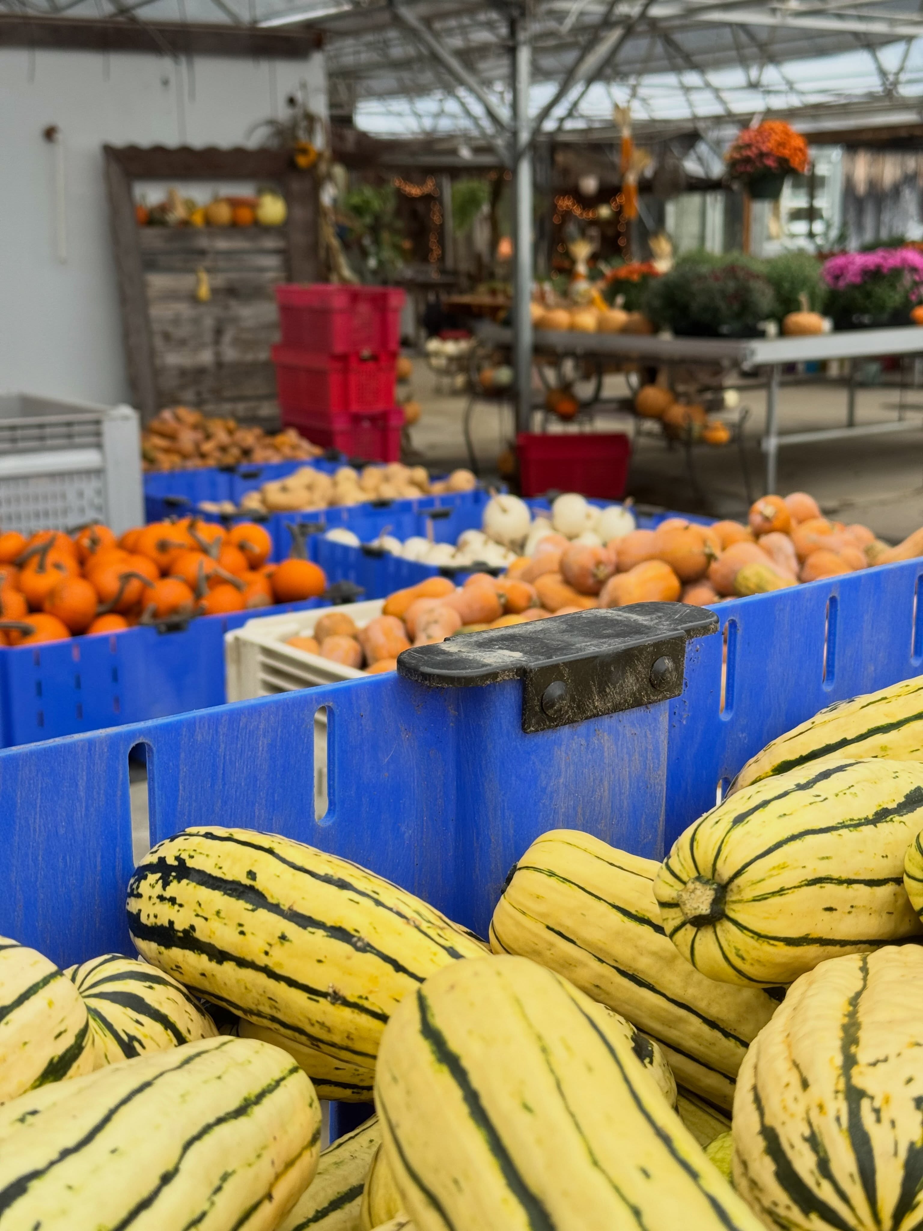 Good squash weather. 🌧️
Open today (Monday) until 5.
Closed Tuesday & Wednesday